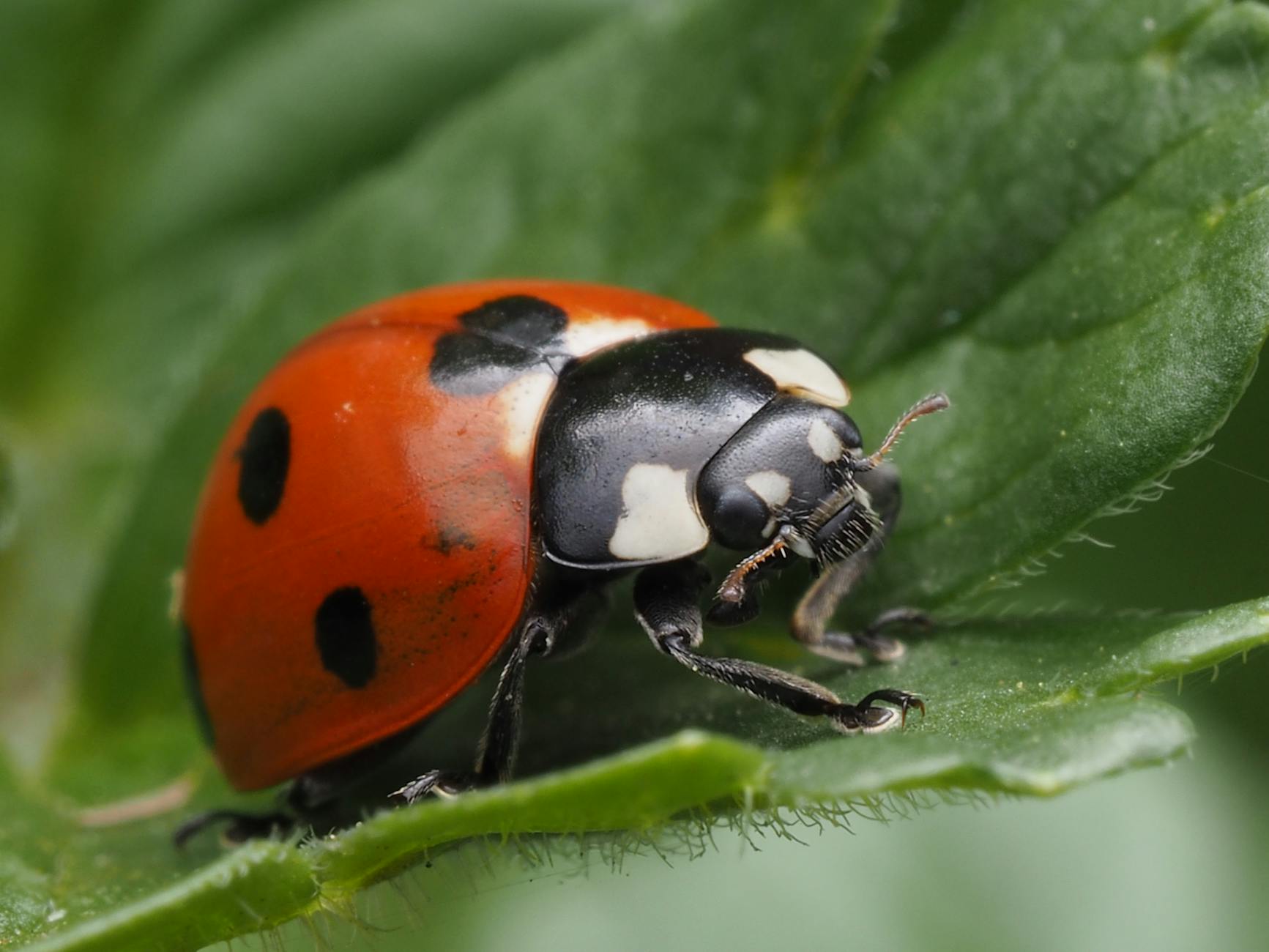 Symbolbild zum Thema Marienkäfer Anlocken