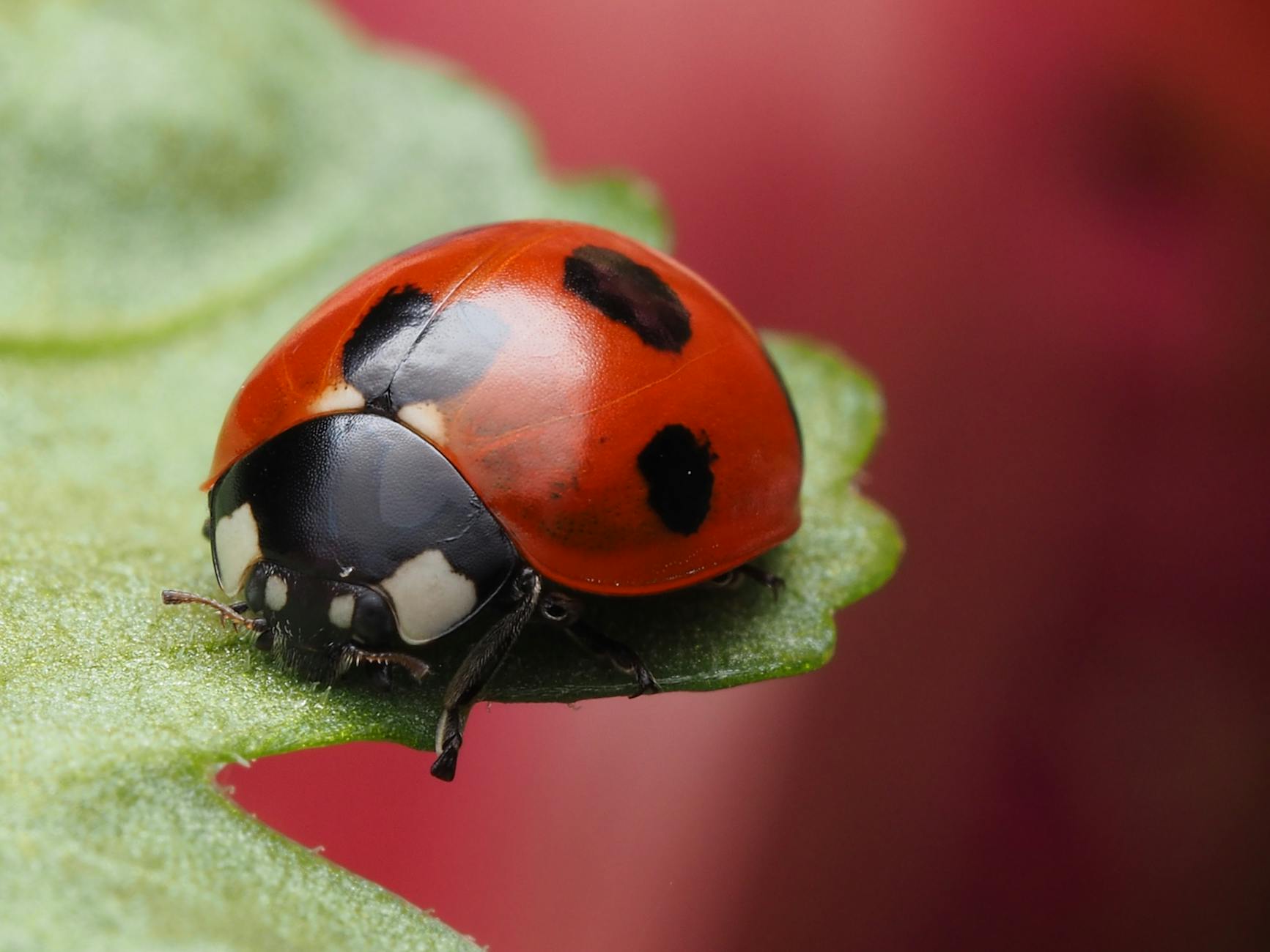 Detailansicht: Marienkäfer Anlocken