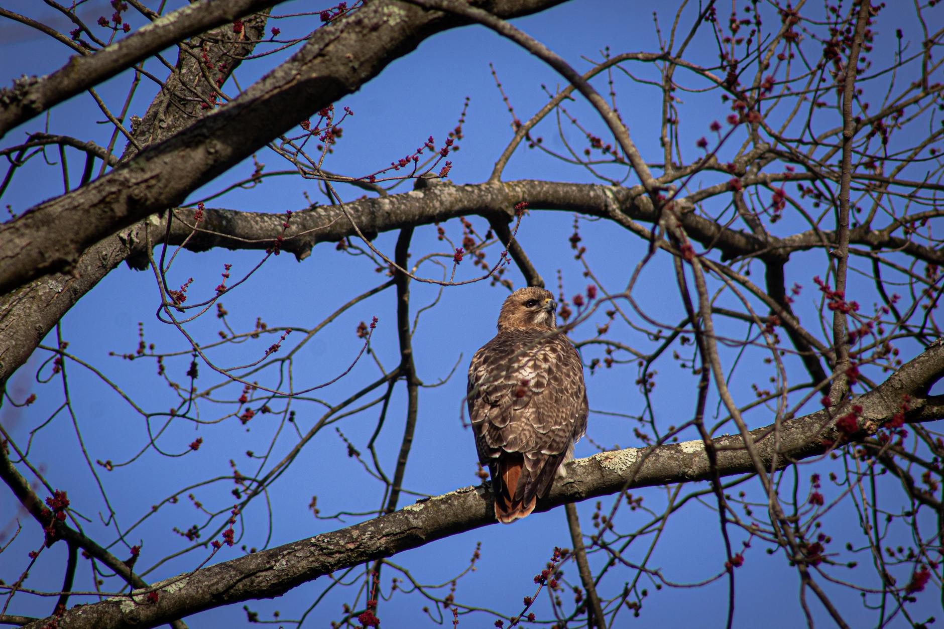 Illustration zu Maya Hawke Hochzeit