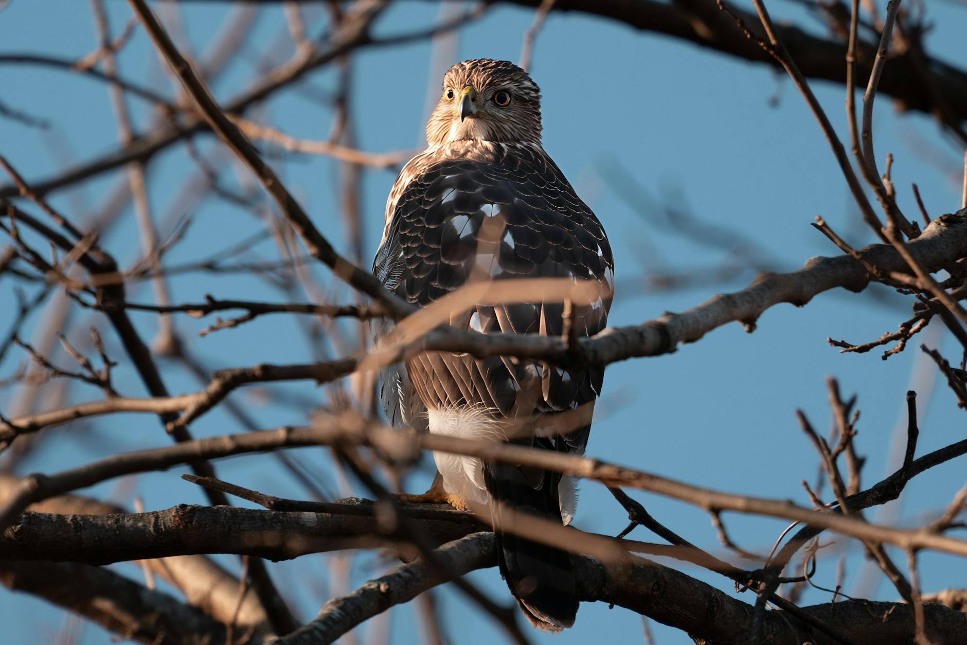 Symbolbild zum Thema Maya Hawke Hochzeit