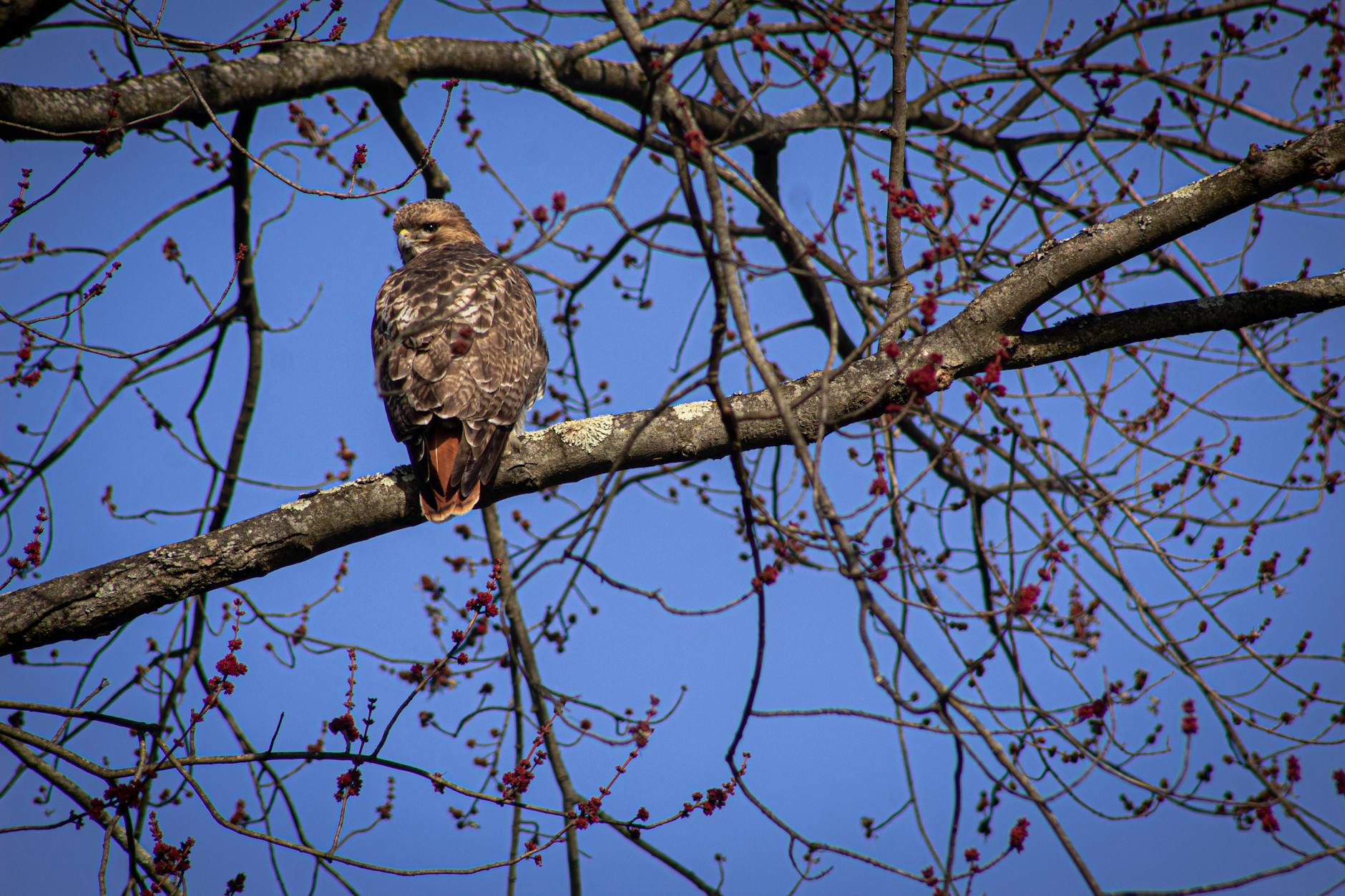 Detailansicht: Maya Hawke Hochzeit