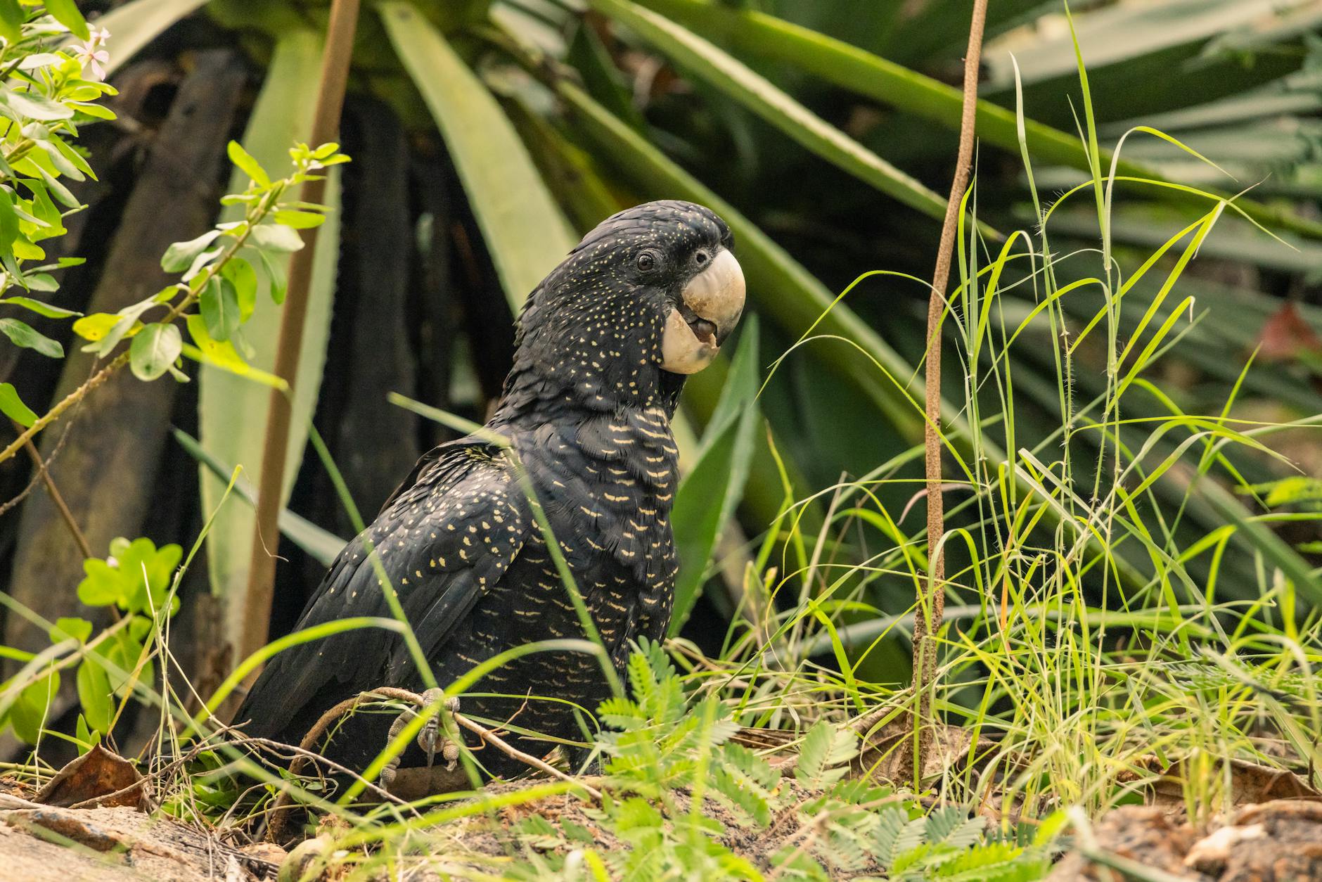 Detailansicht: Meister Kakadu Herkunft