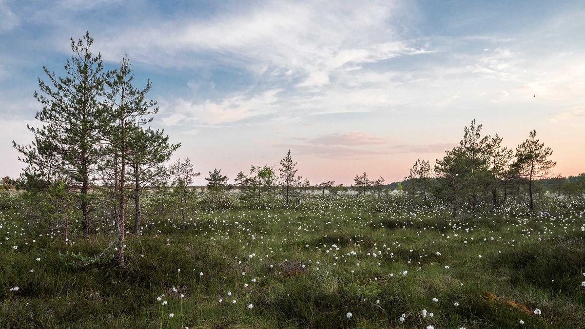 Illustration zu Michael Büge