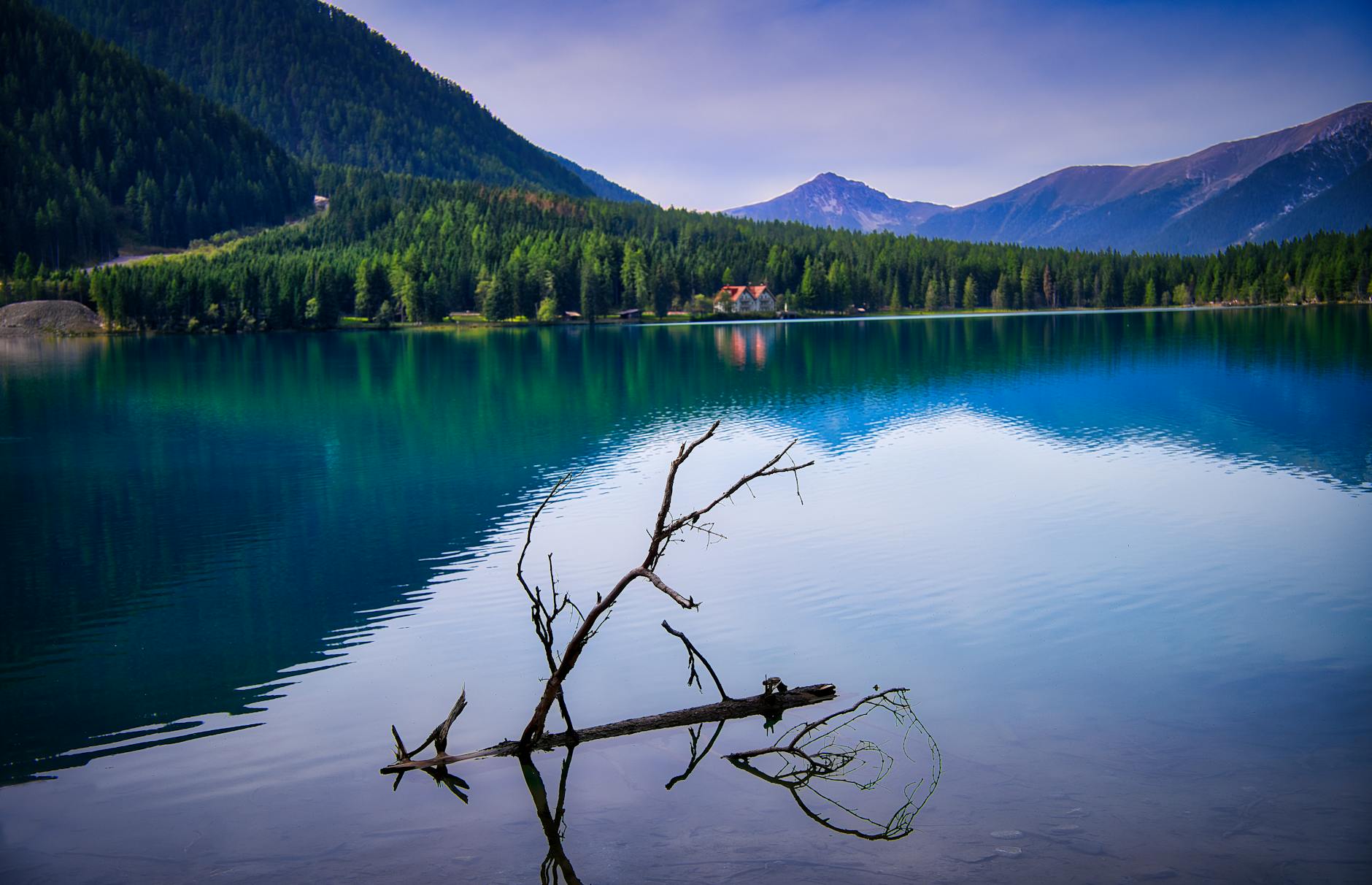 Illustration zu Moos Im Rasen