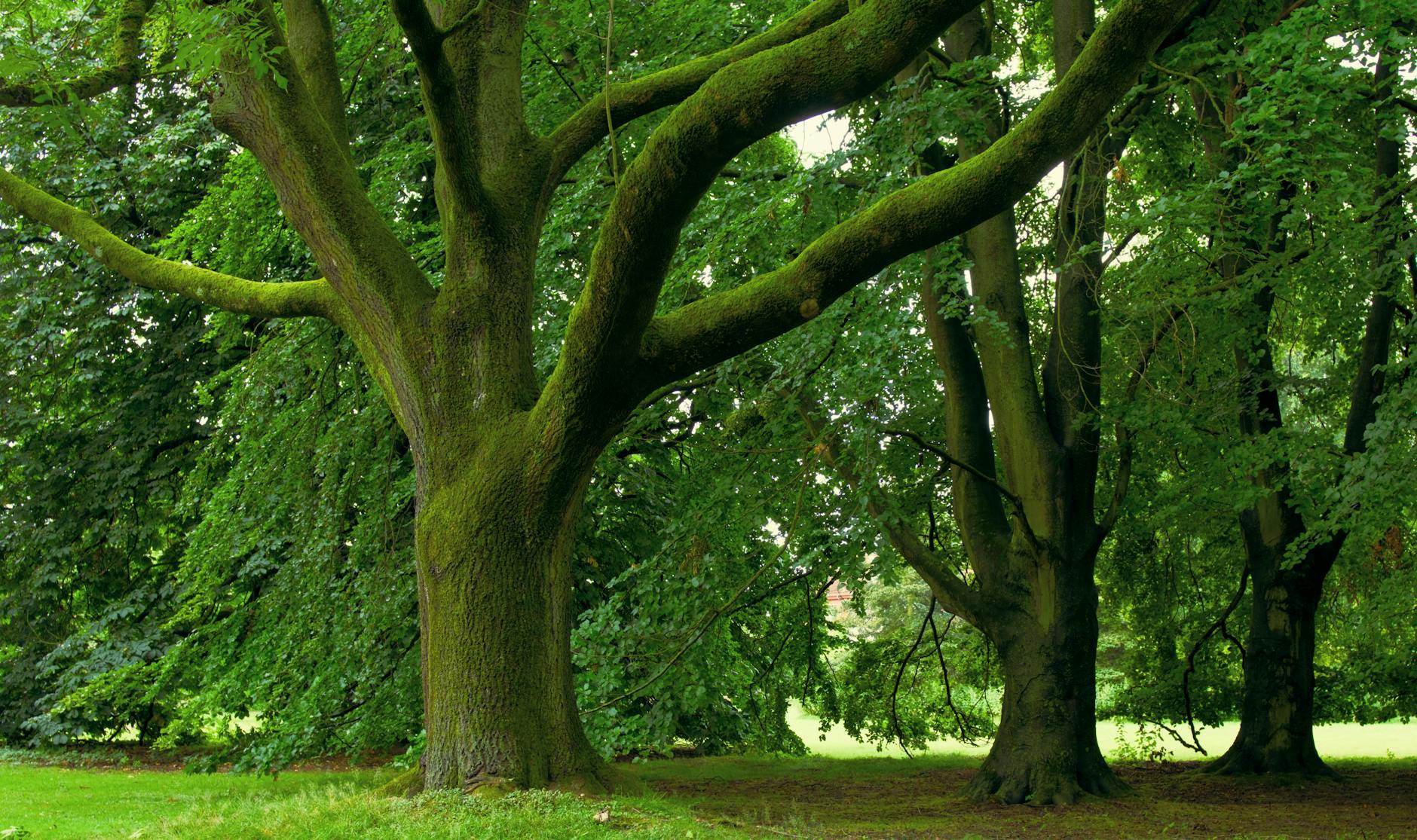 Muenchen Baeume Teuer Symbolbild zum Thema Muenchen Baeume Teuer