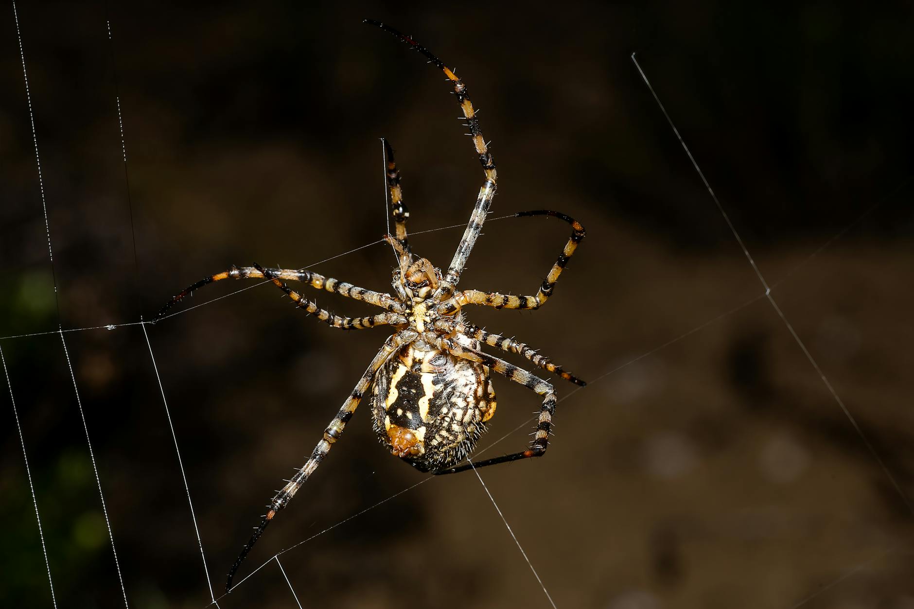 Illustration zu Nicolas Cage Spider-man