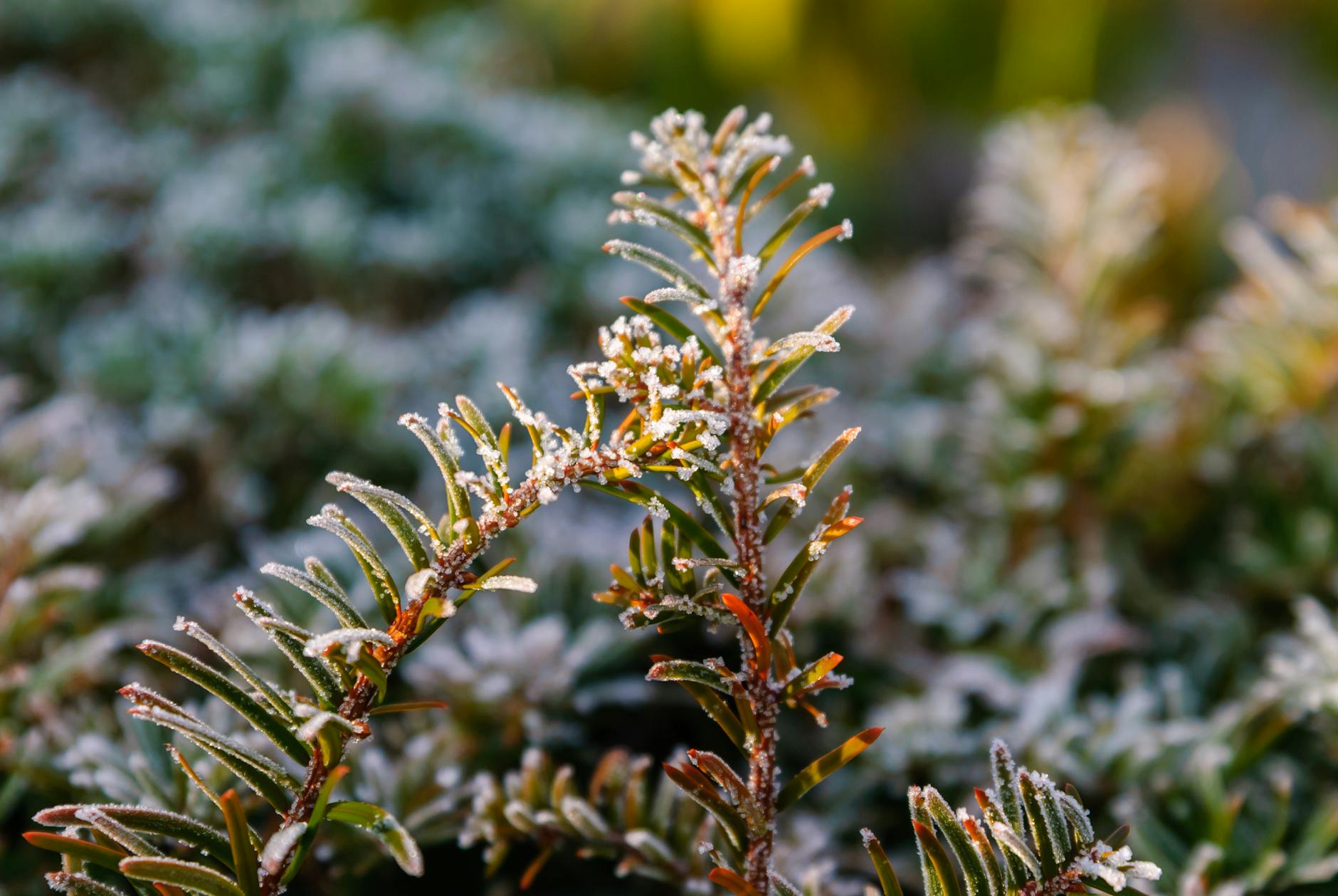 Illustration zu NRW ICE Einsatz