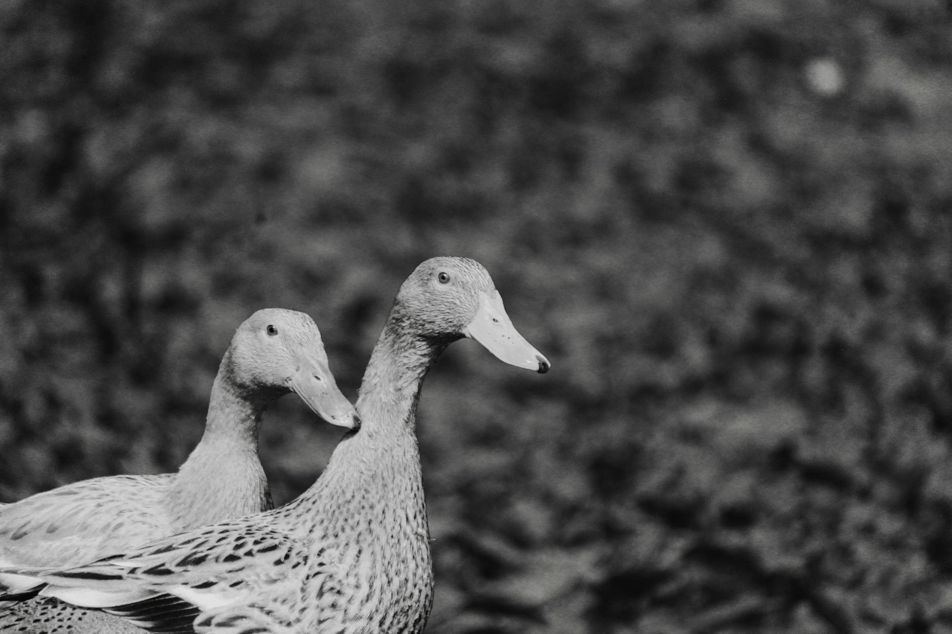 Illustration zu Oilers – Ducks