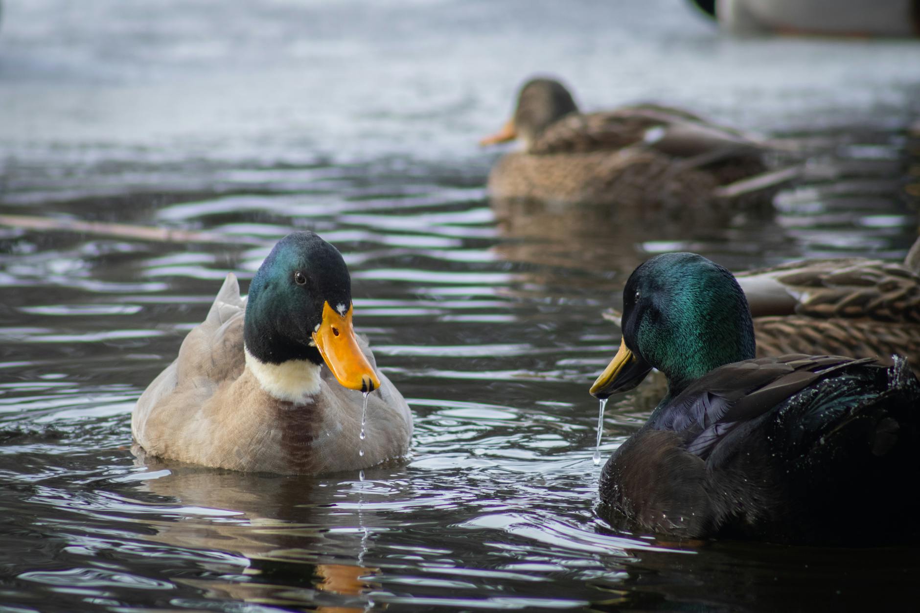 Detailansicht: Oilers – Ducks