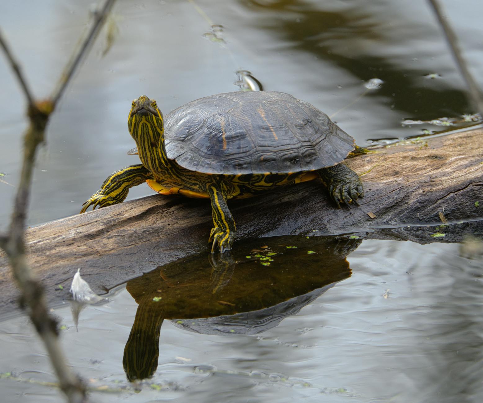 Illustration zu Olympia Heute Im Fernsehen