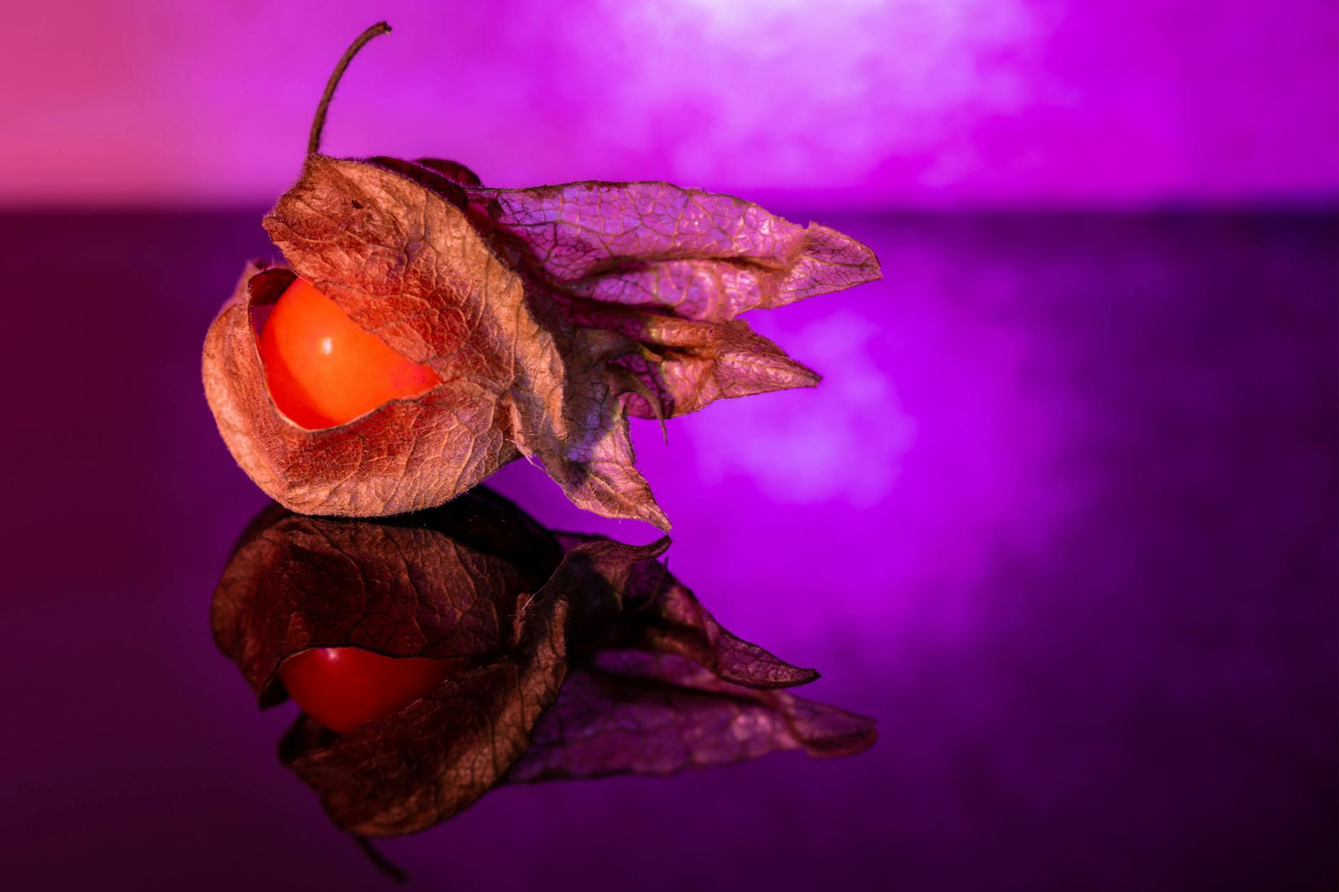 One Piece Teufelsfrüchte Symbolbild zum Thema One Piece Teufelsfrüchte