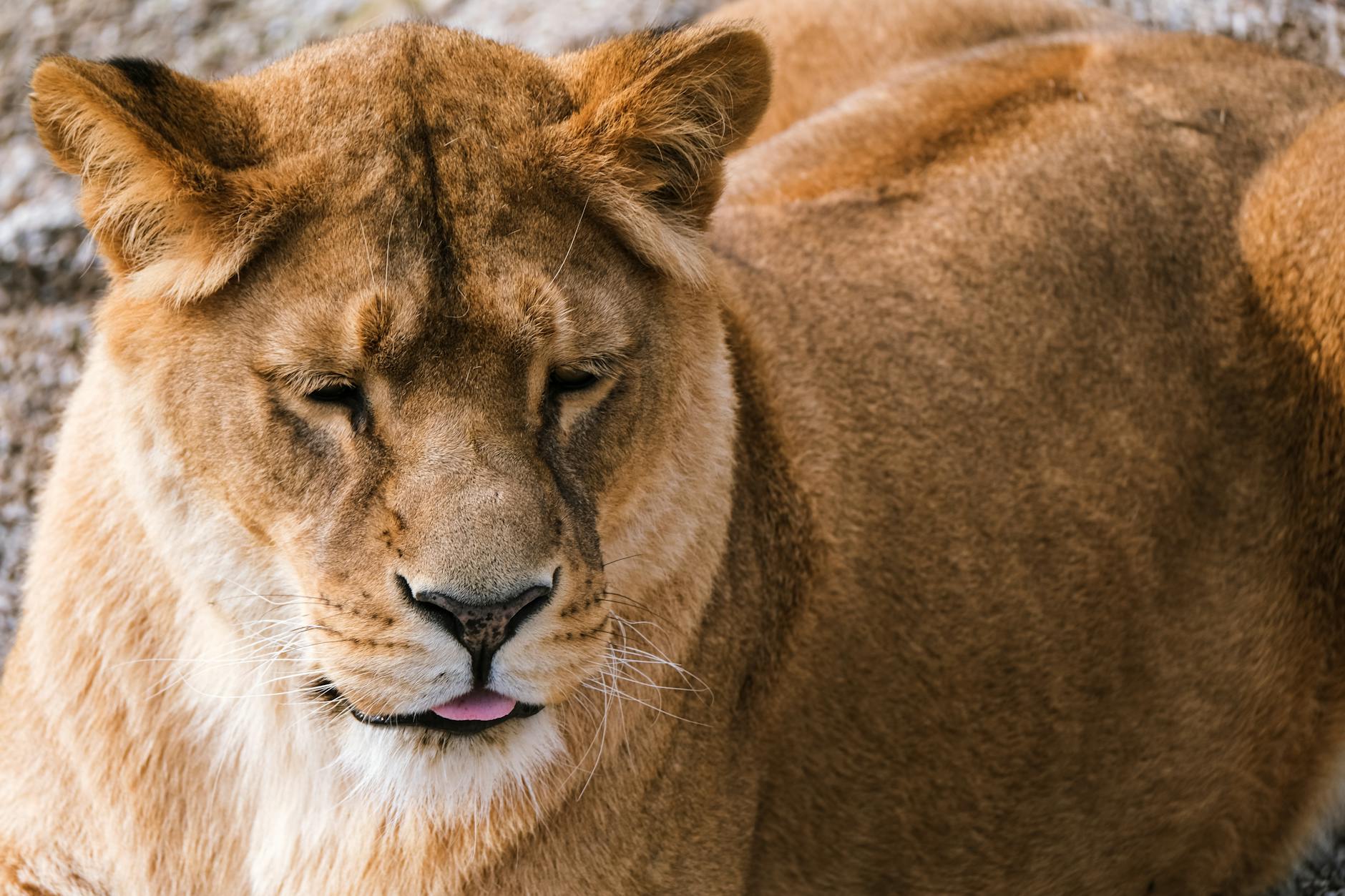Illustration zu Papst Leo Xiv Wohnung