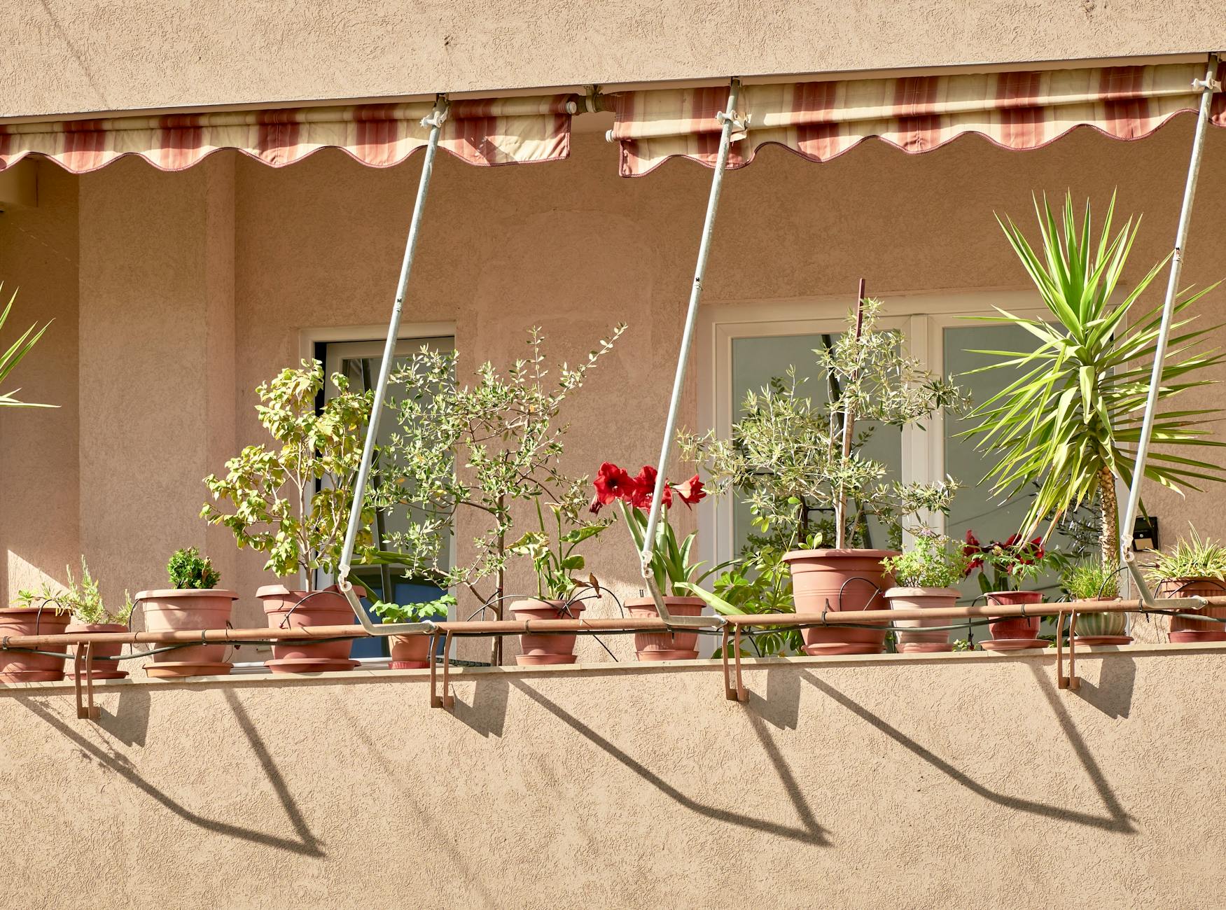 Symbolbild zum Thema Pflanzen Süd Balkon