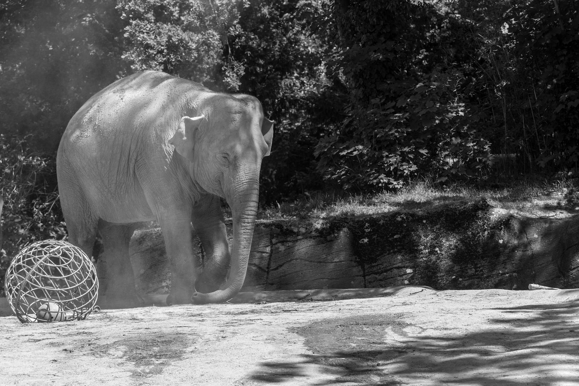 Detailansicht: Pinker Elefant Tot