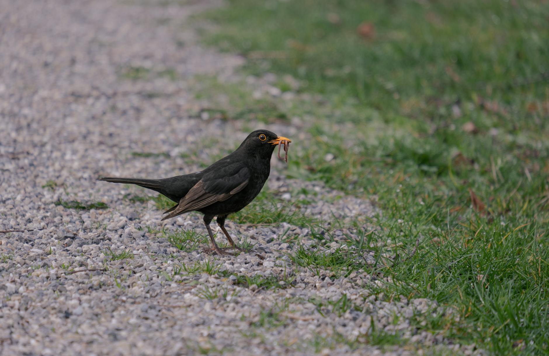 Polizei Freiburg Pressestelle Detailansicht: Polizei Freiburg Pressestelle