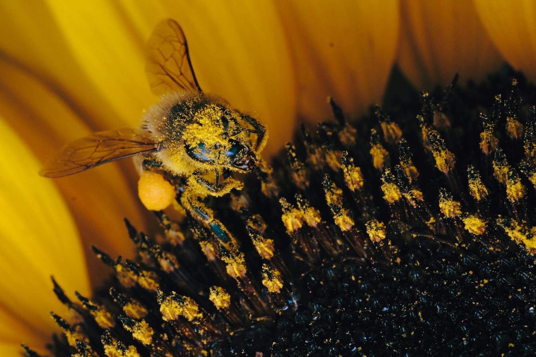 Pollenflug Aktuell Illustration zu Pollenflug Aktuell