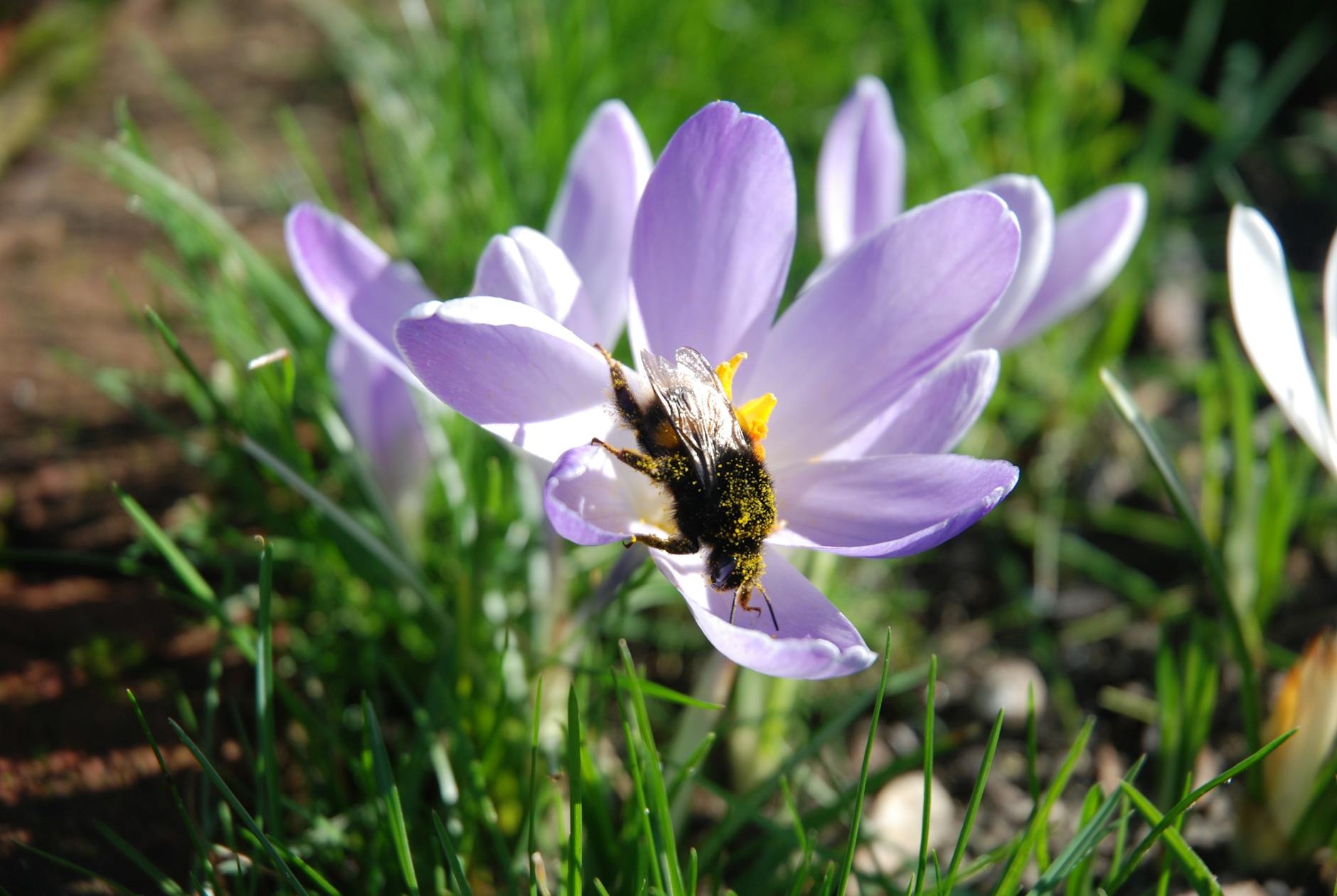 Illustration zu Pollenschutzgitter Fenster