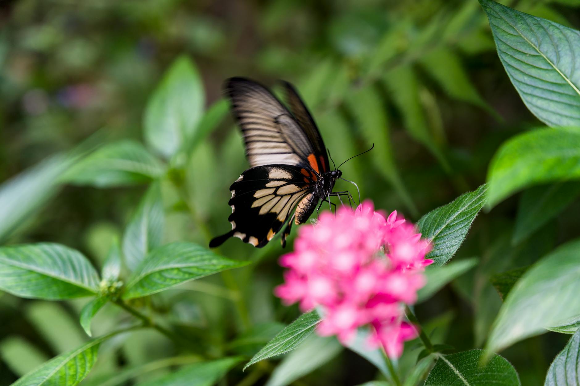 Illustration zu Postautobrand Kerzers