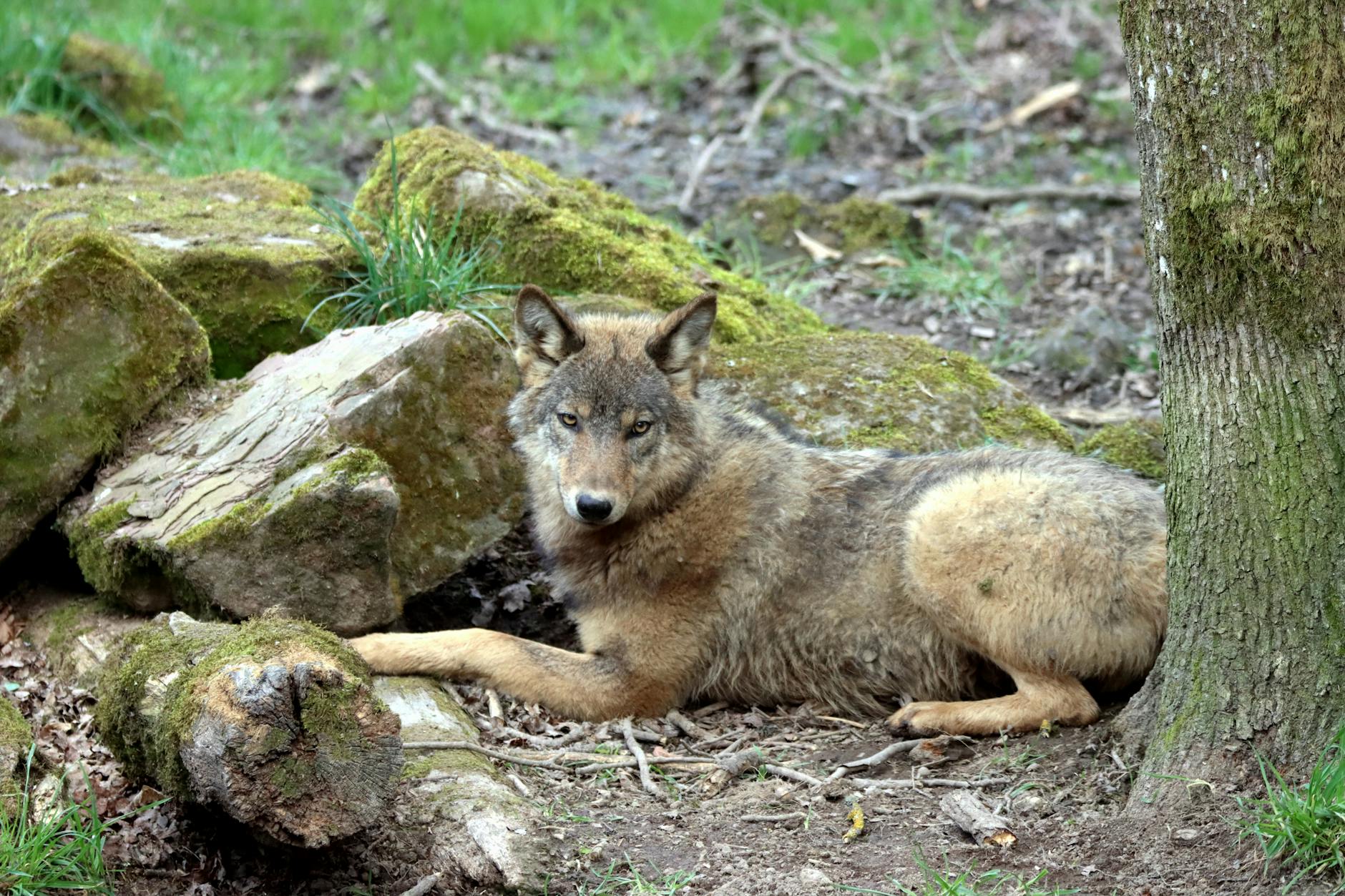 Illustration zu Präventiver Wolfsabschuss Erlaubt