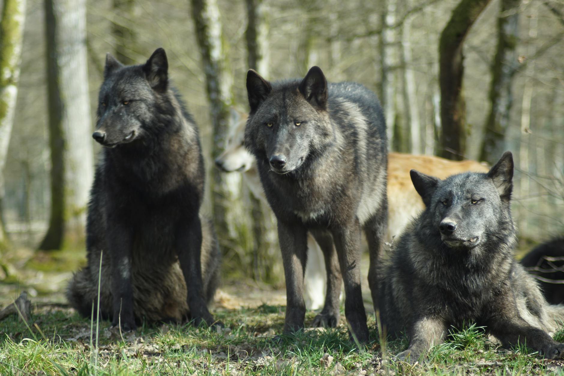 Detailansicht: Präventiver Wolfsabschuss Erlaubt