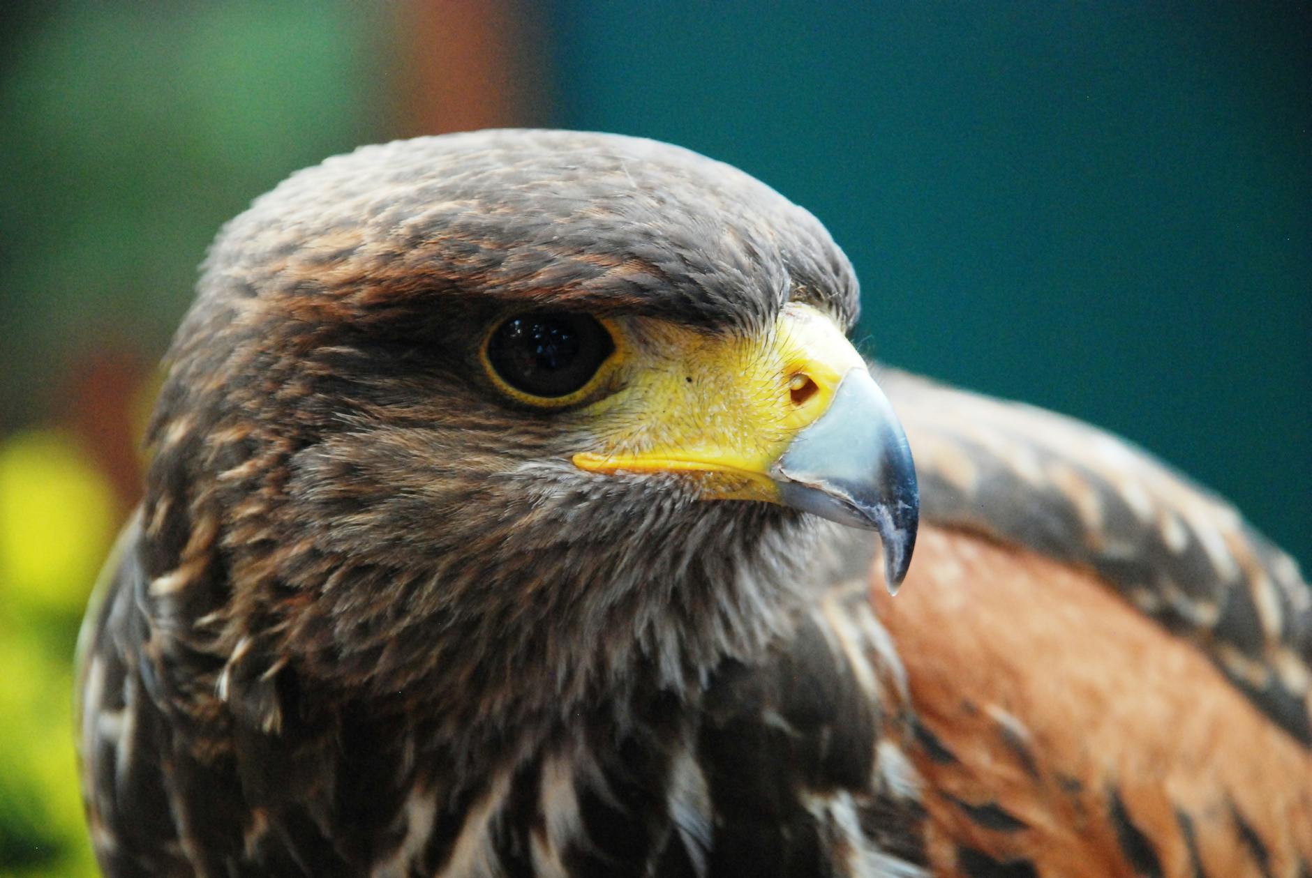 Illustration zu Prinz Harry Meghan Australien