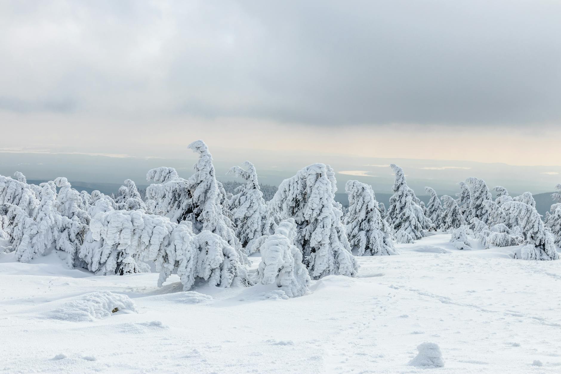 Illustration zu Prinz Marcus Von Anhalt