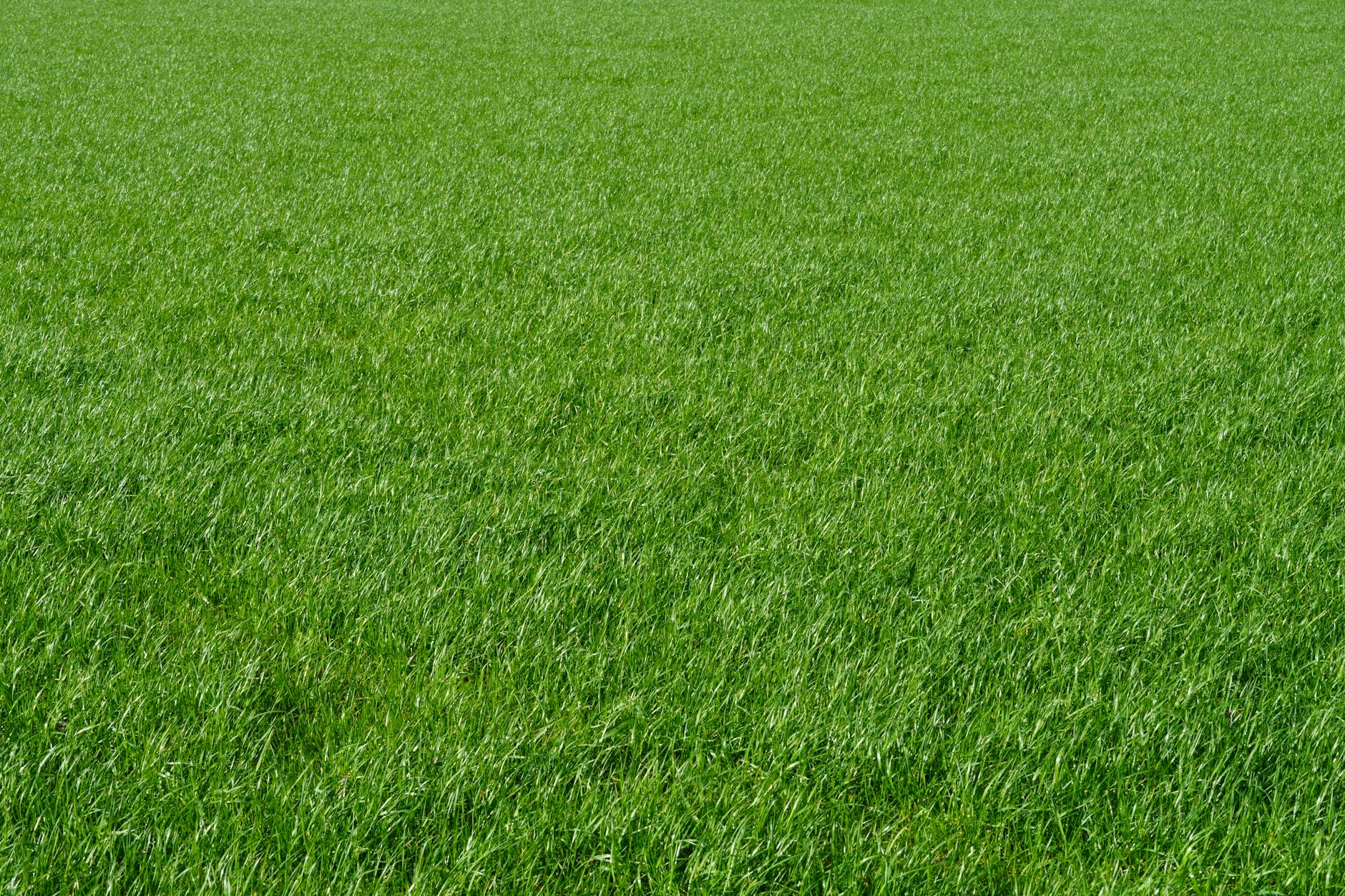 Illustration zu Rasen Düngen Sommer