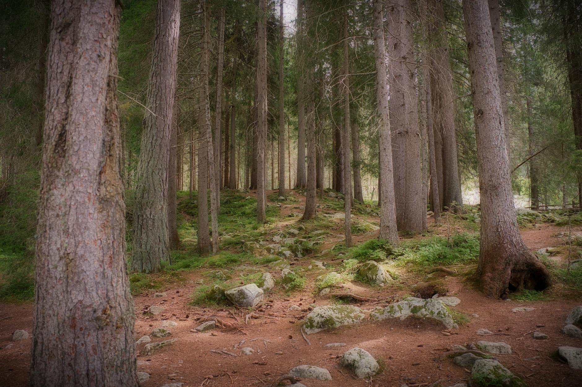 Detailansicht: Rasen Mähen Tipps
