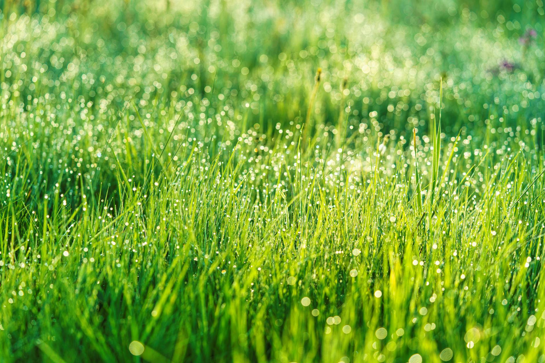 Symbolbild zum Thema Rasen Richtig Wässern