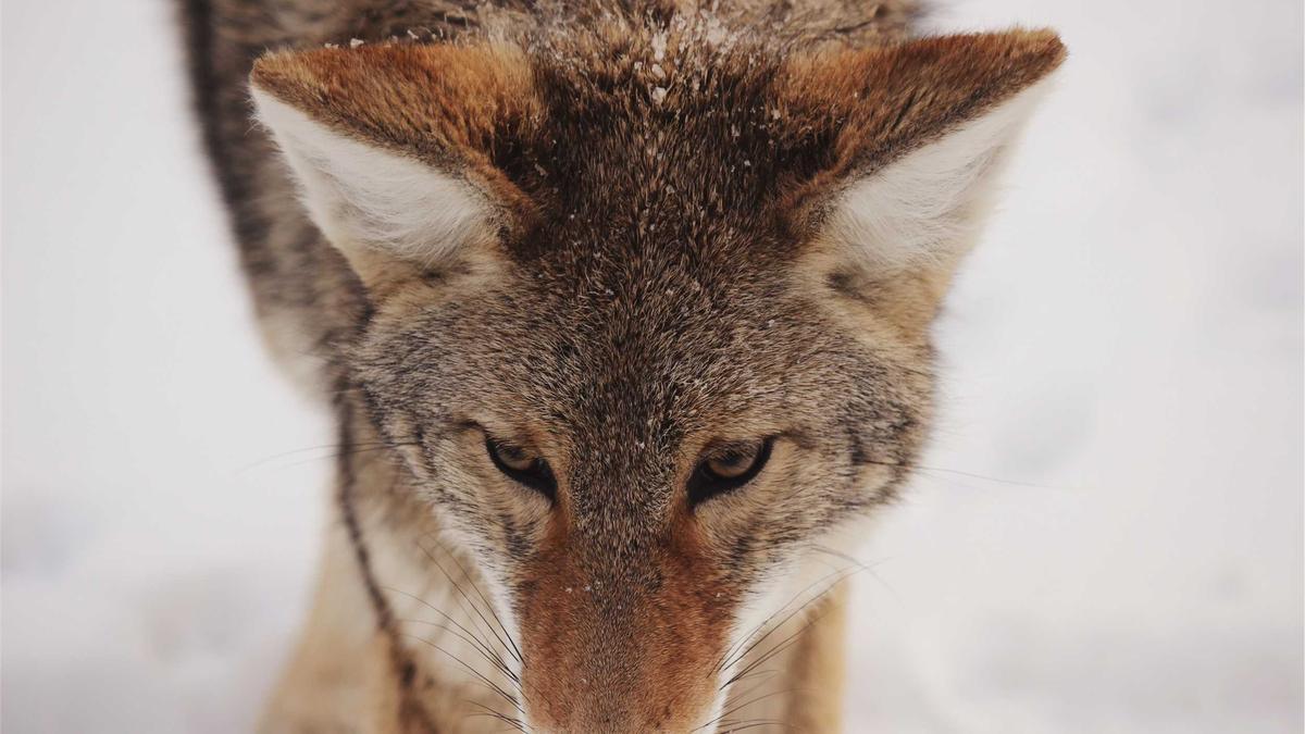 Raser Strafe Detailansicht: Raser Strafe