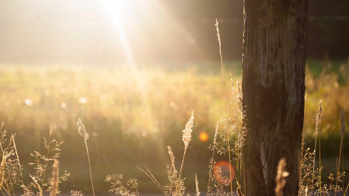 Illustration zu Razzia Regensdorf
