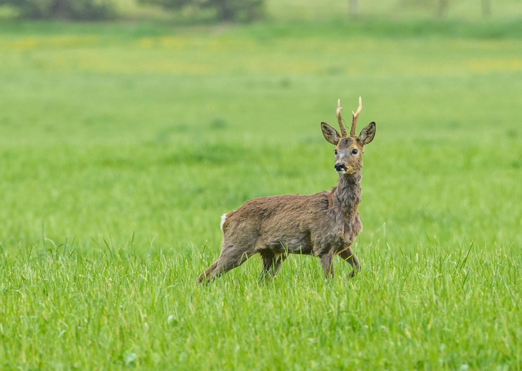 Illustration zu Rehbock Rettung