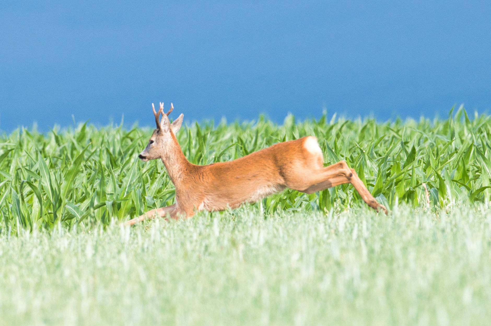 Symbolbild zum Thema Rehbock Rettung