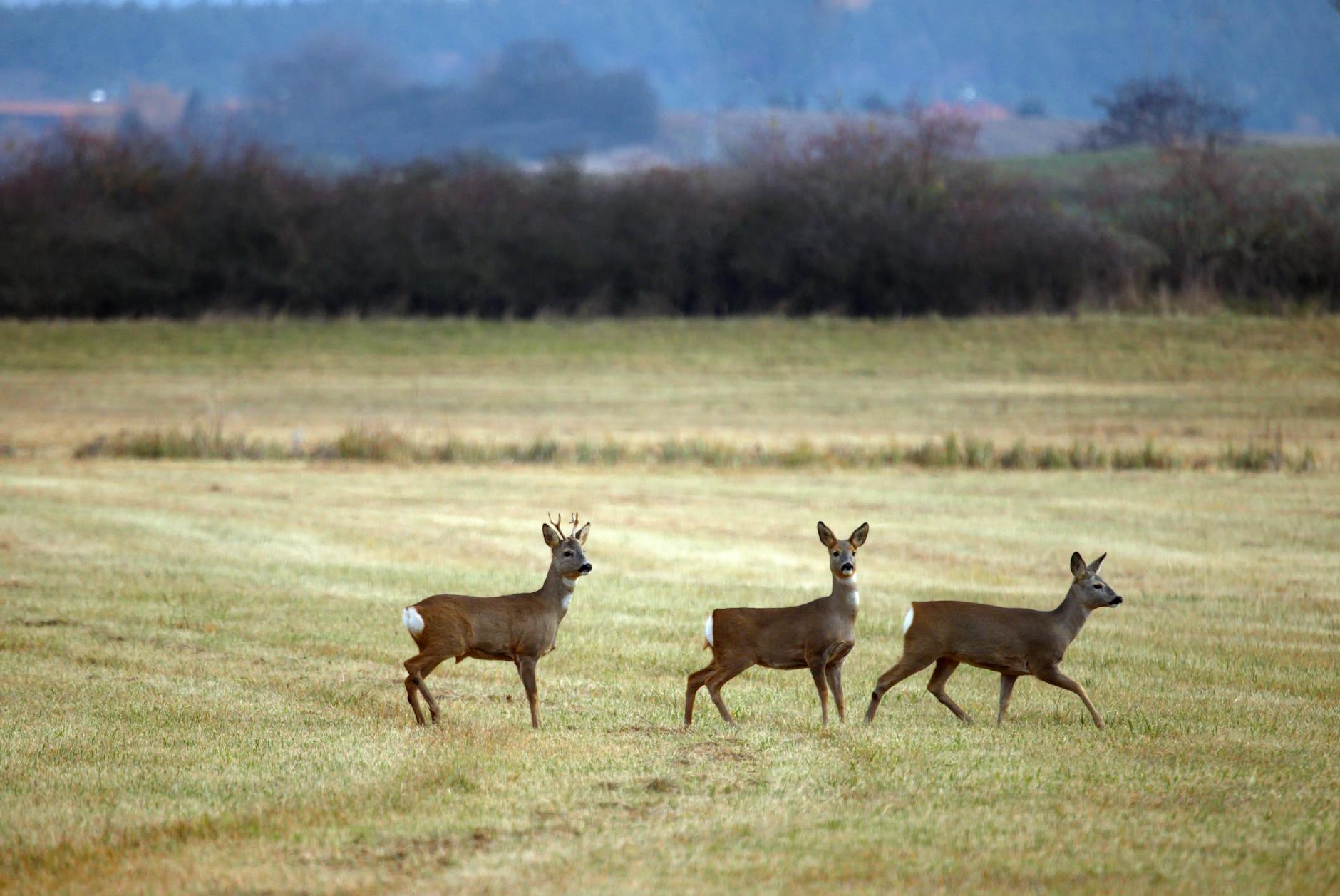 Detailansicht: Rehbock Rettung
