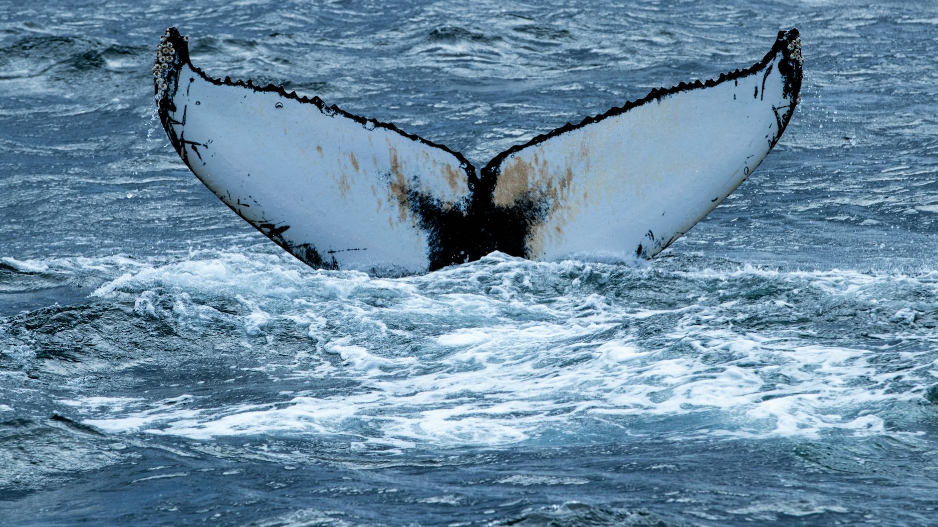 Detailansicht: Rettungsaktion Buckelwal Ostsee