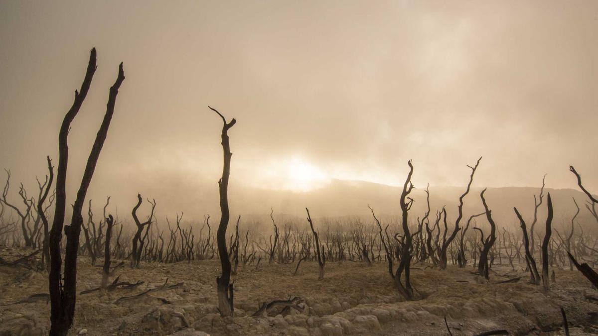 Detailansicht: Riesenqualle Argentinien
