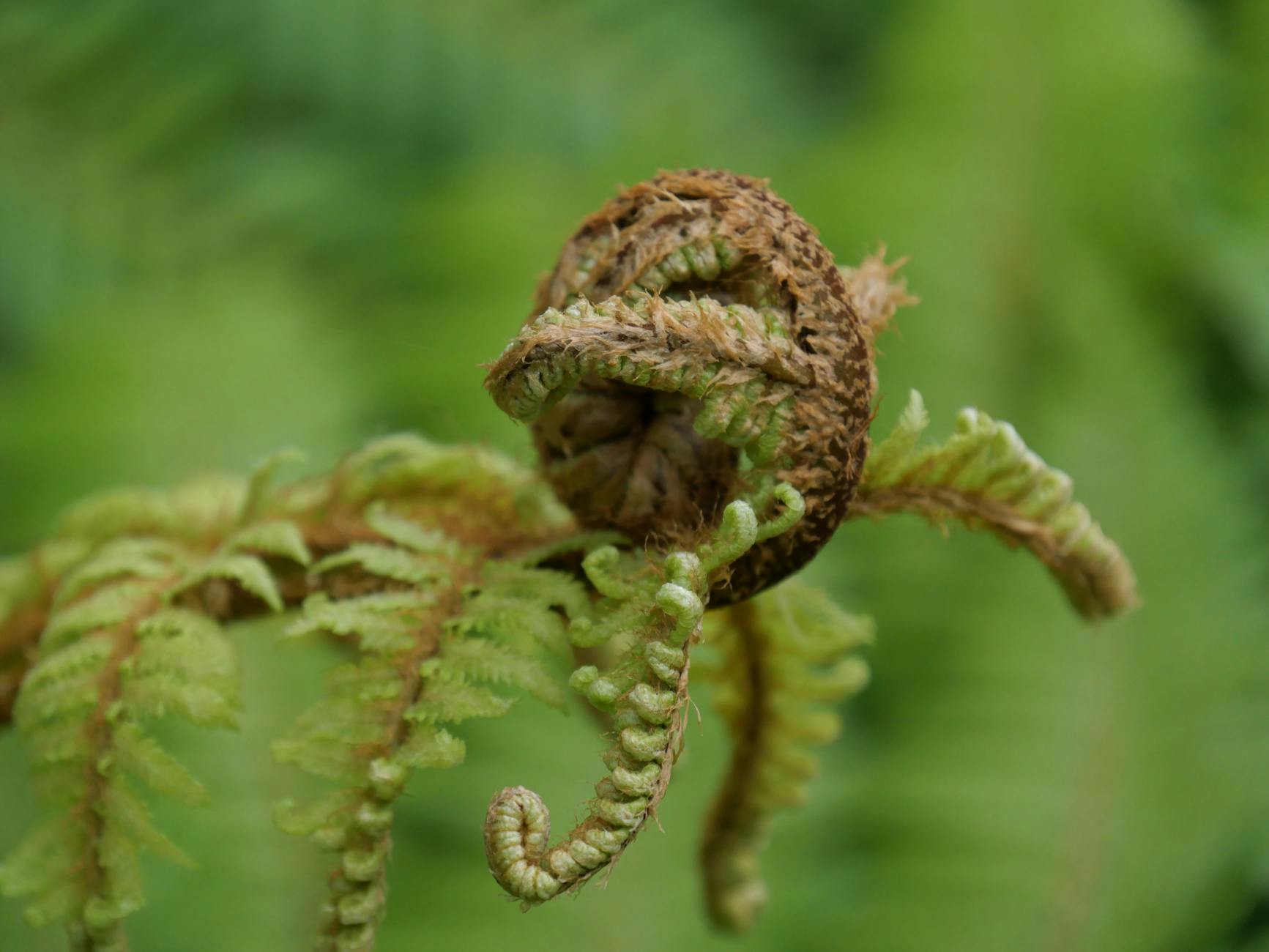 Riesige Koralle Neuseeland Symbolbild zum Thema Riesige Koralle Neuseeland
