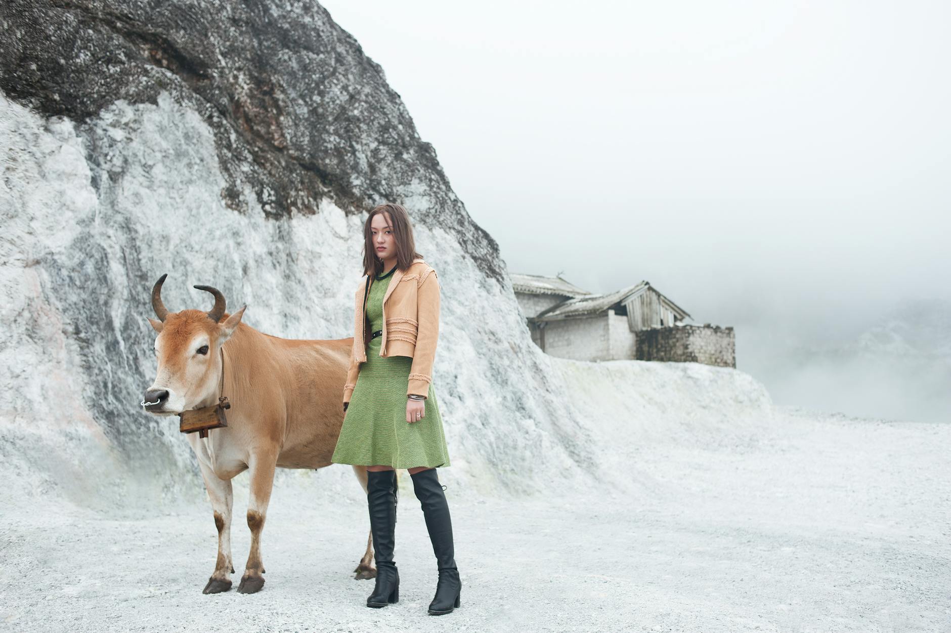 Illustration zu Rind Flucht Schweiz