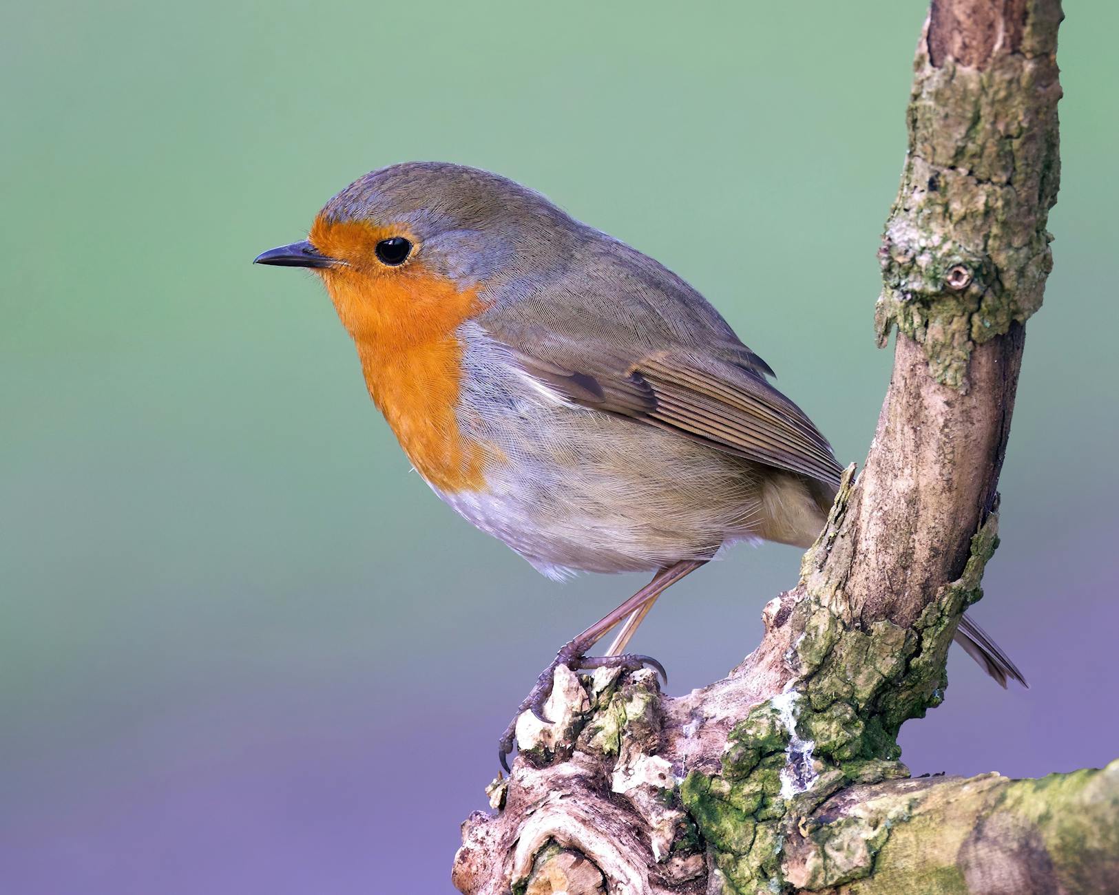 Illustration zu Robin Gunningham Banksy