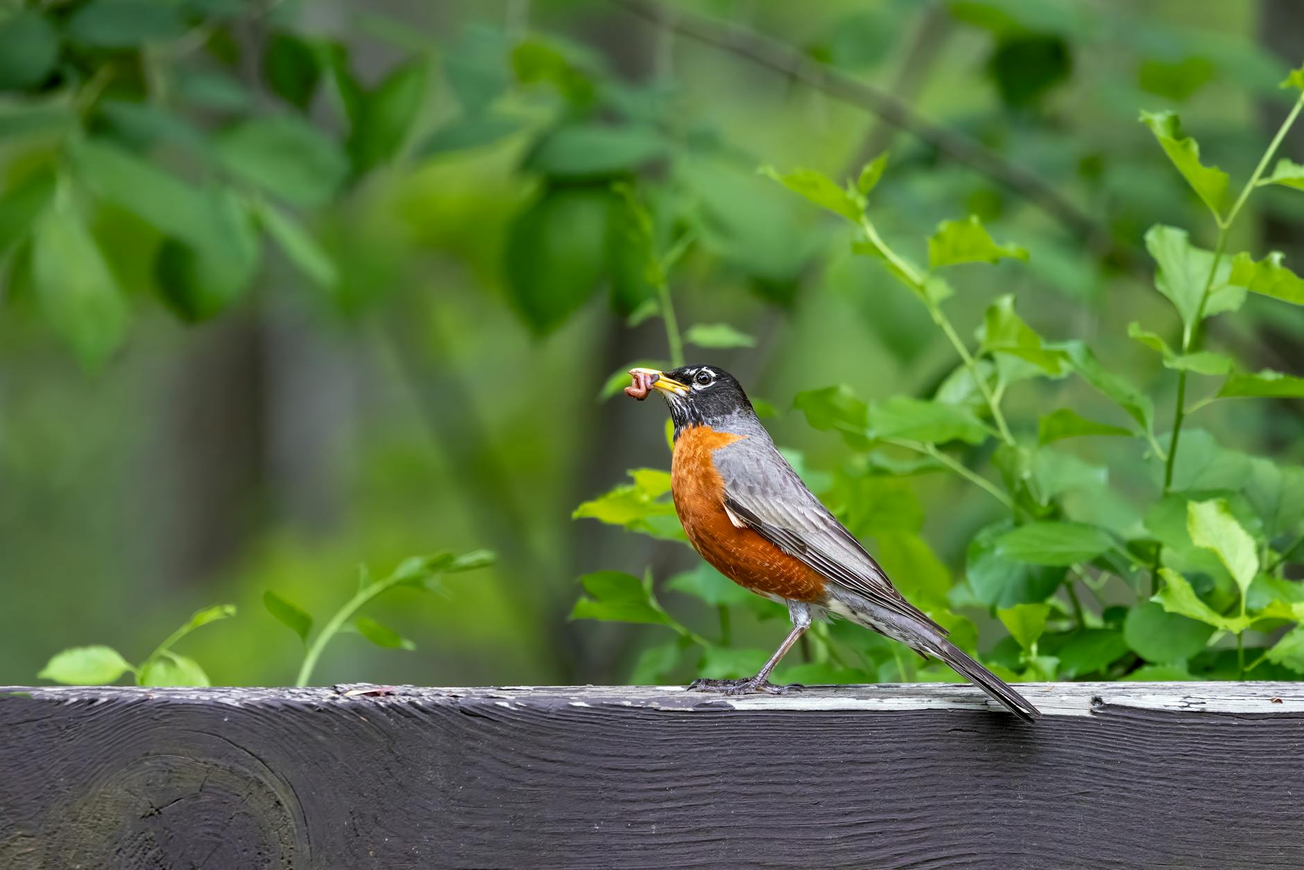 Symbolbild zum Thema Robin Gunningham Banksy