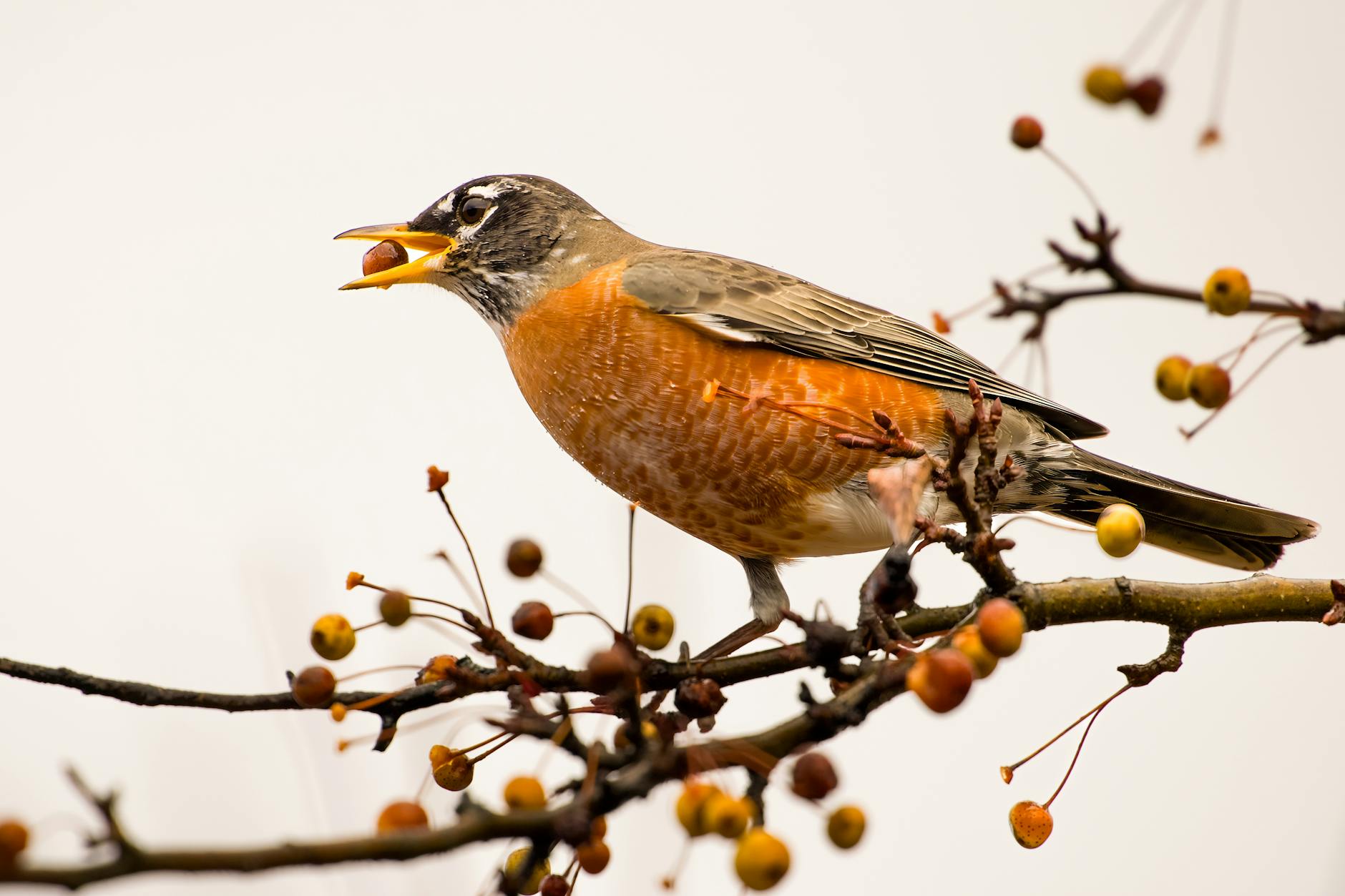 Symbolbild zum Thema Robin Gunningham