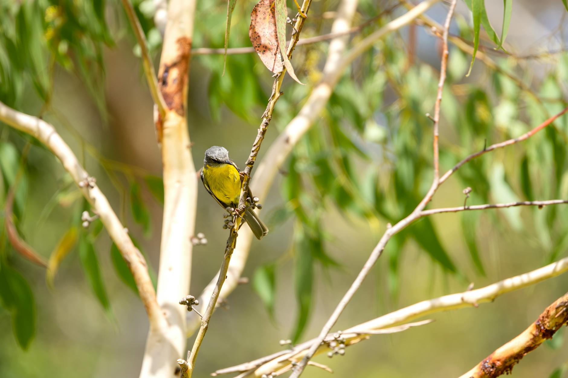 Detailansicht: Robin Gunningham