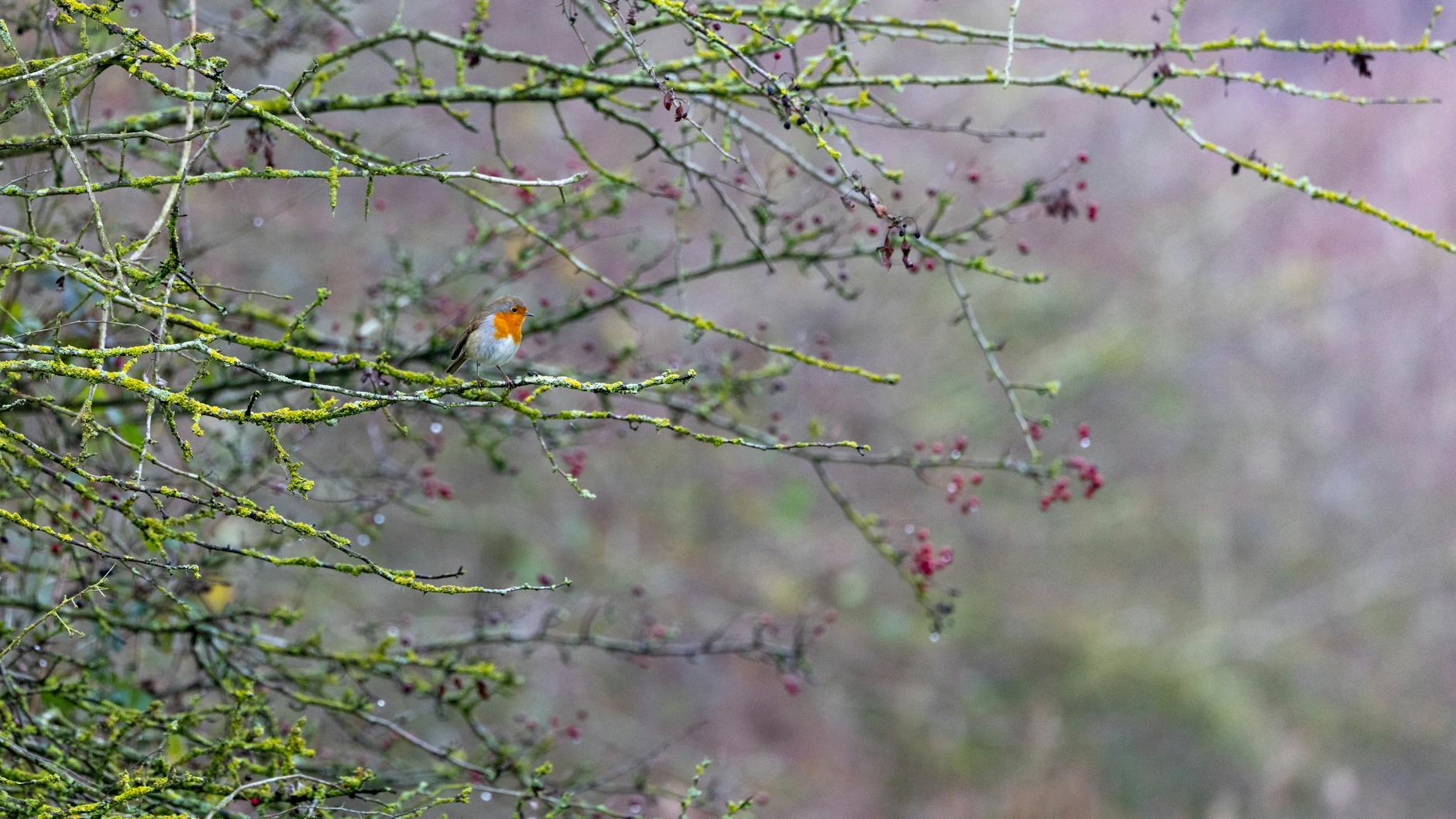 Illustration zu Robin Hood 2026