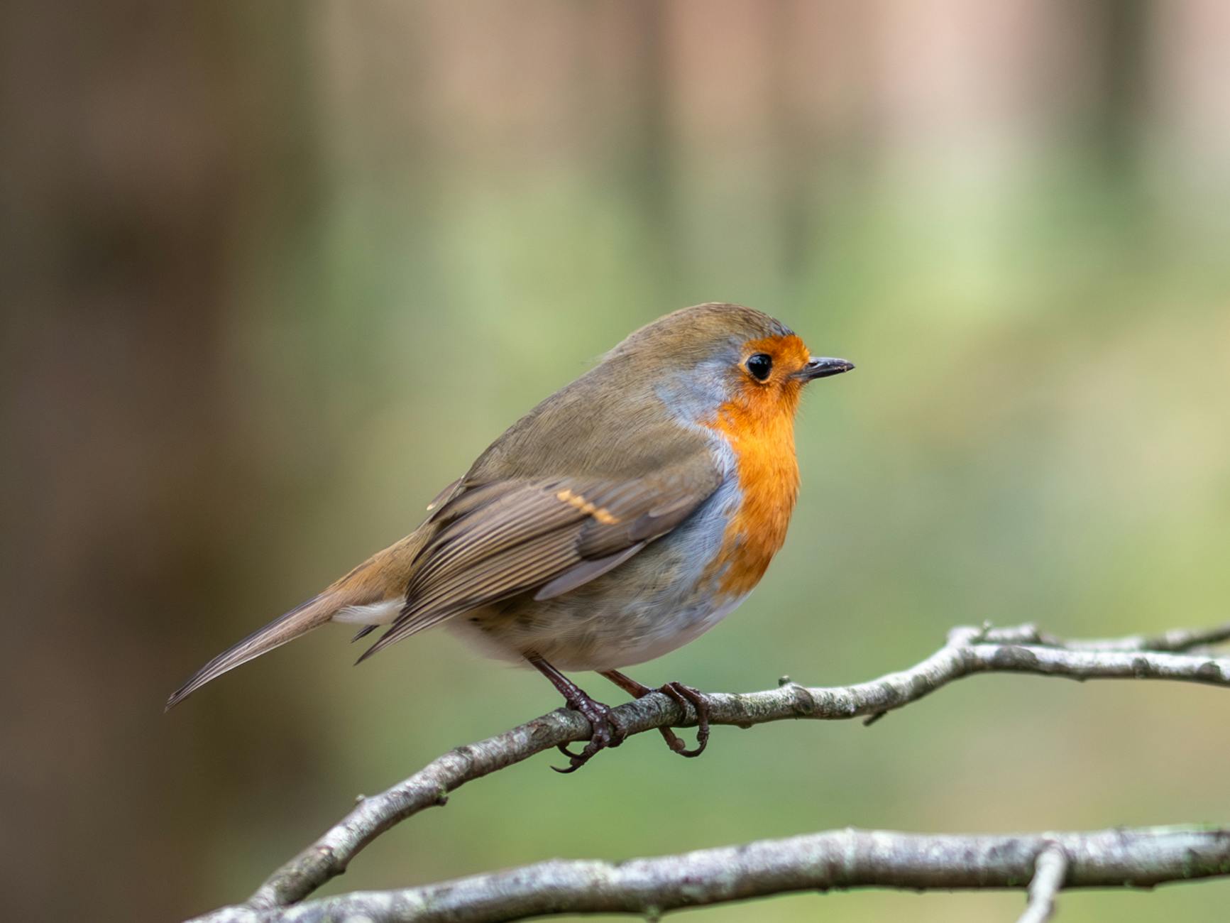 Illustration zu Robin Lingg Ringier