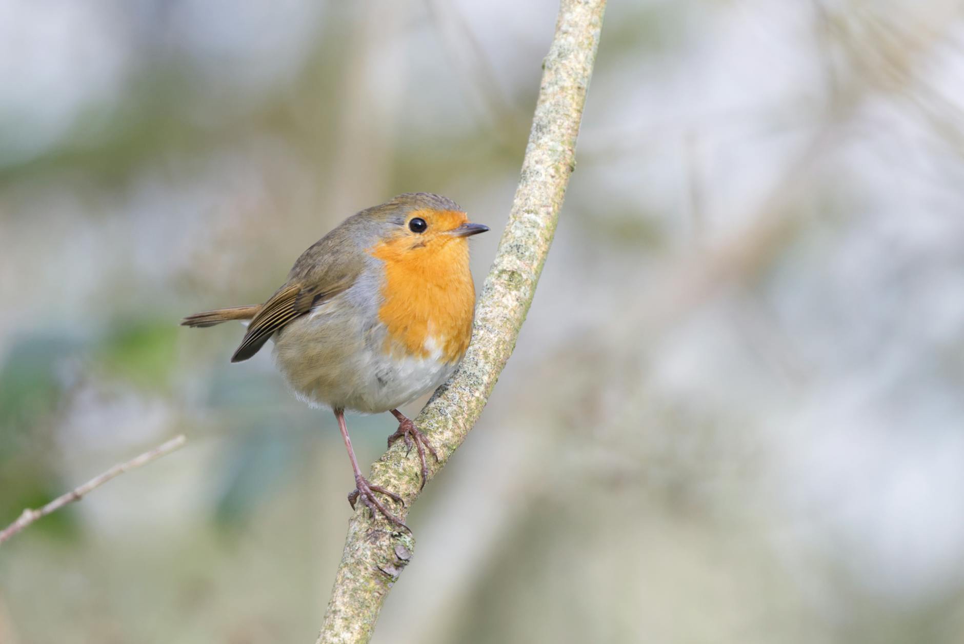 Symbolbild zum Thema Robin Lingg Ringier