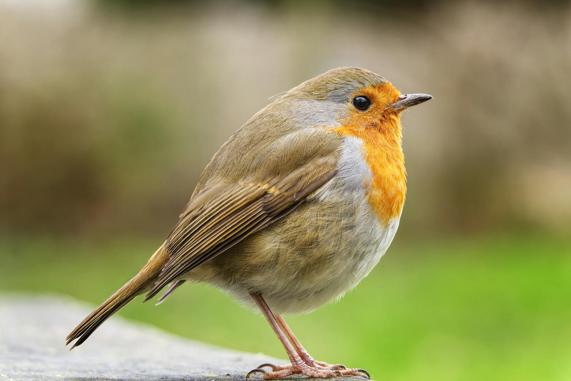 Detailansicht: Robin Lingg Ringier