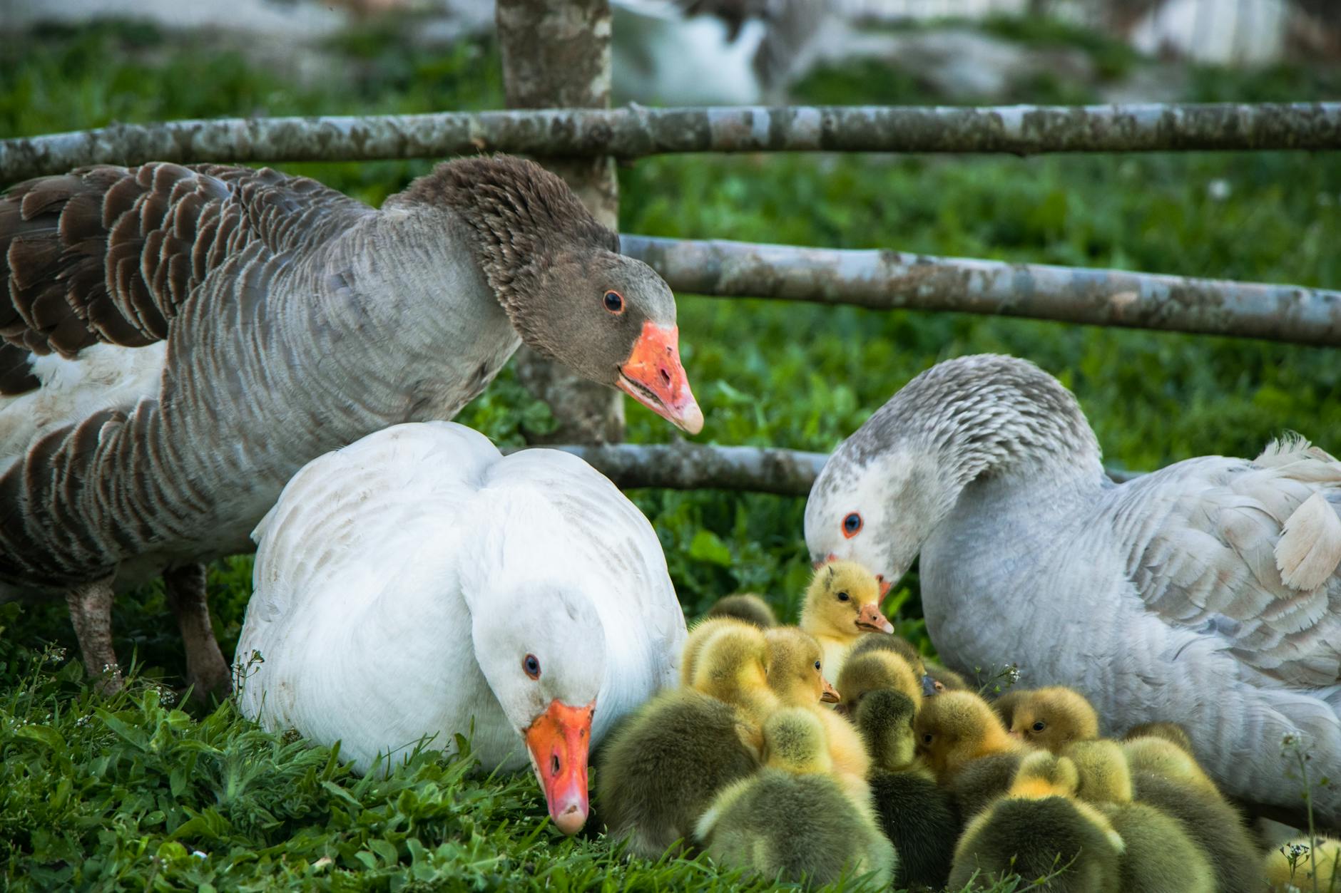 Detailansicht: Ryan Gosling Comeback