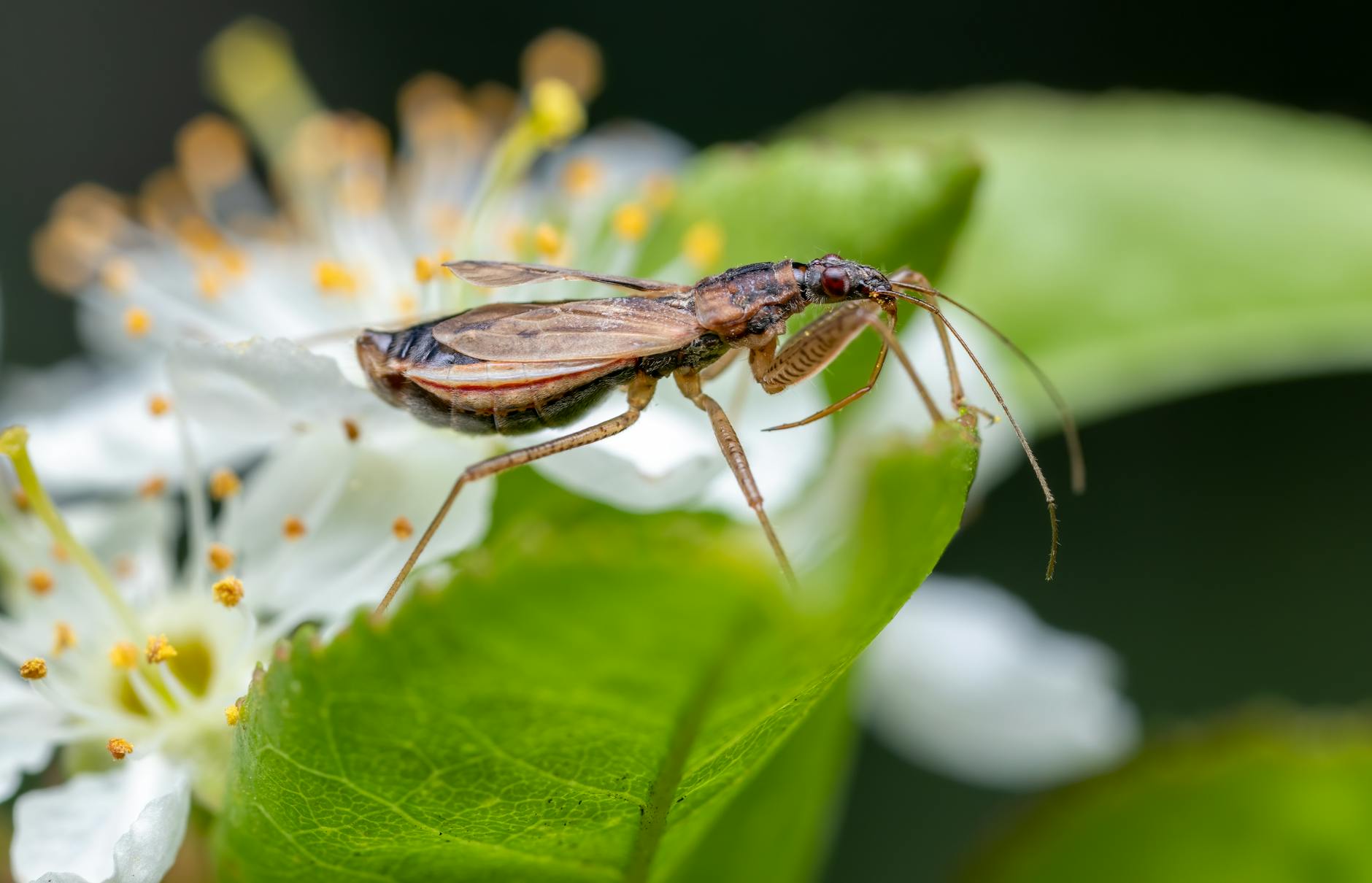 Schädlinge Im Garten Detailansicht: Schädlinge Im Garten