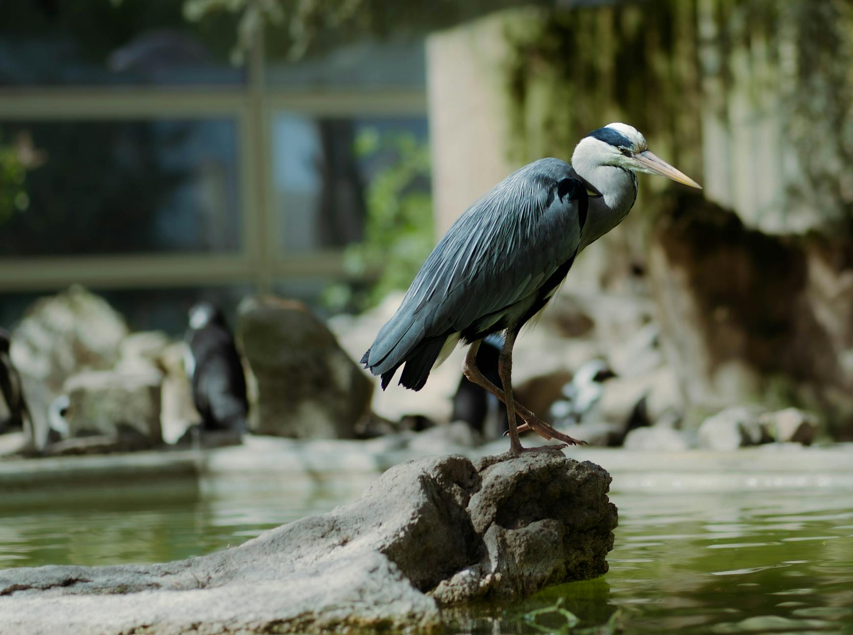 Illustration zu Schalke – Preußen Münster