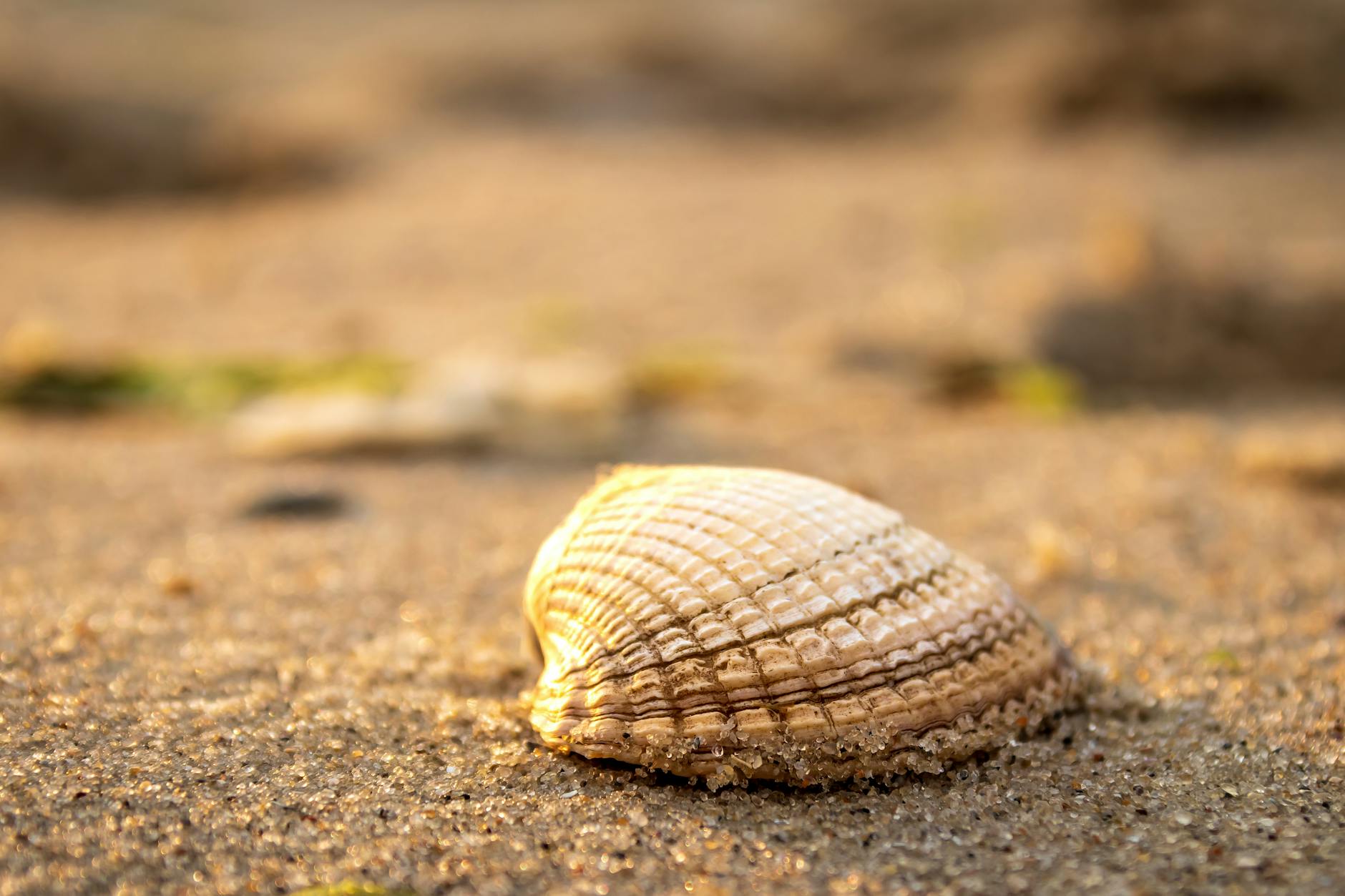 Shell Detailansicht: Shell